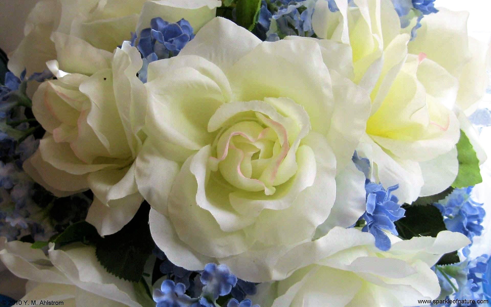 Download mobile wallpaper Flower, Rose, Earth, White Rose, White Flower for free.