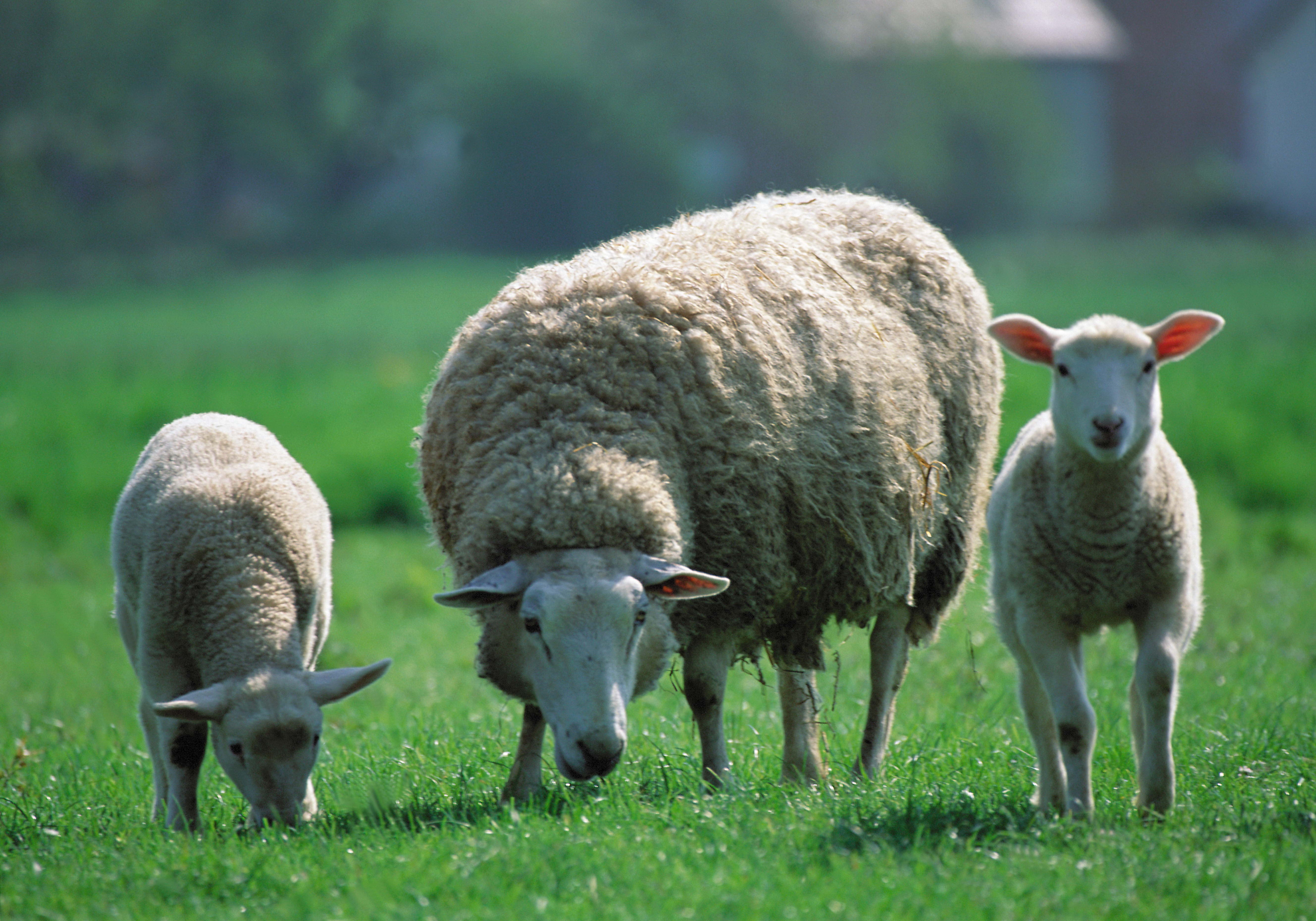 95654 скачать картинку овцы, животные, пастбище, дети, три - обои и заставки бесплатно