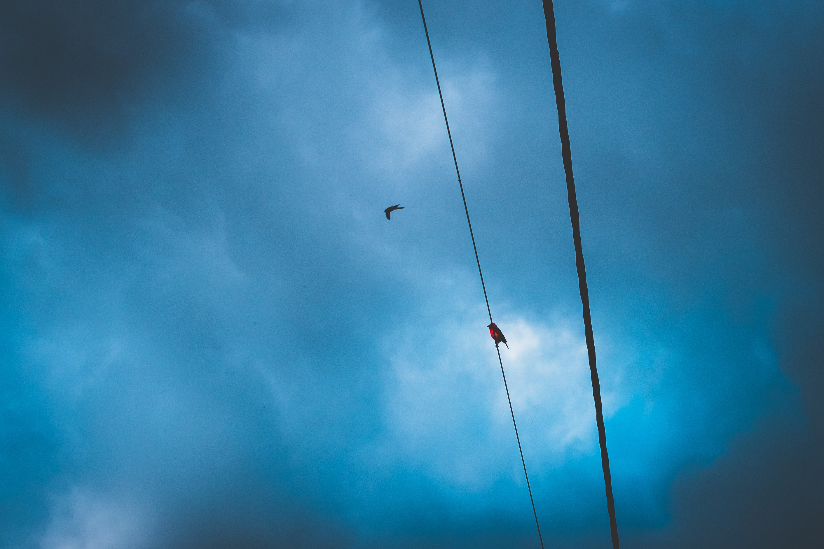 nature, birds, sky, clouds, wires, wire