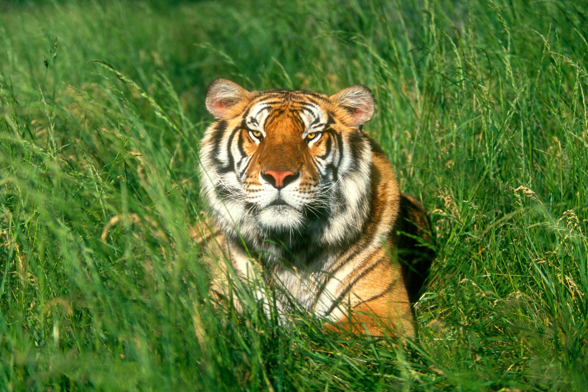 Handy-Wallpaper Tiere, Katzen, Tiger kostenlos herunterladen.