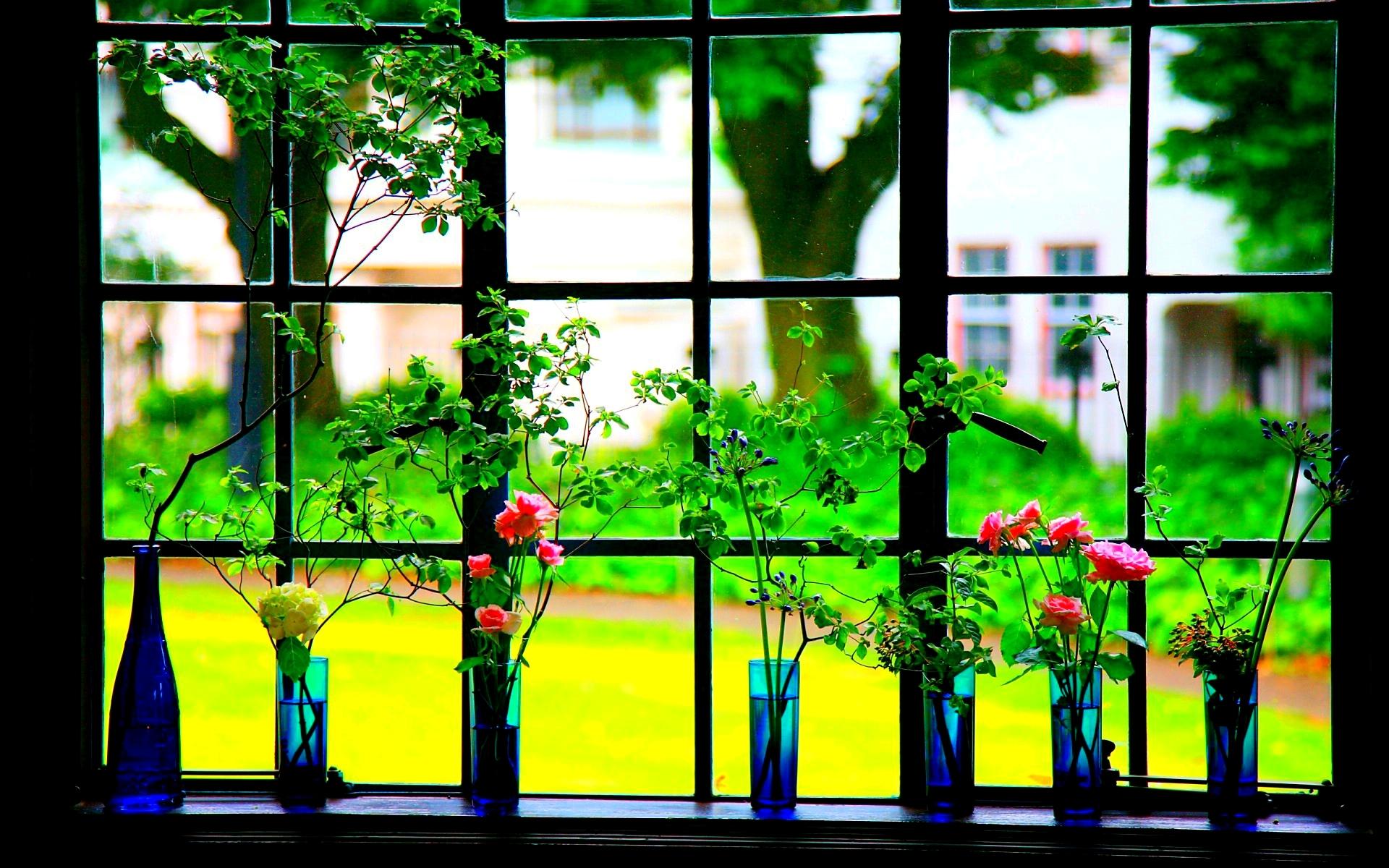 Handy-Wallpaper Blume, Fenster, Vase, Menschengemacht kostenlos herunterladen.