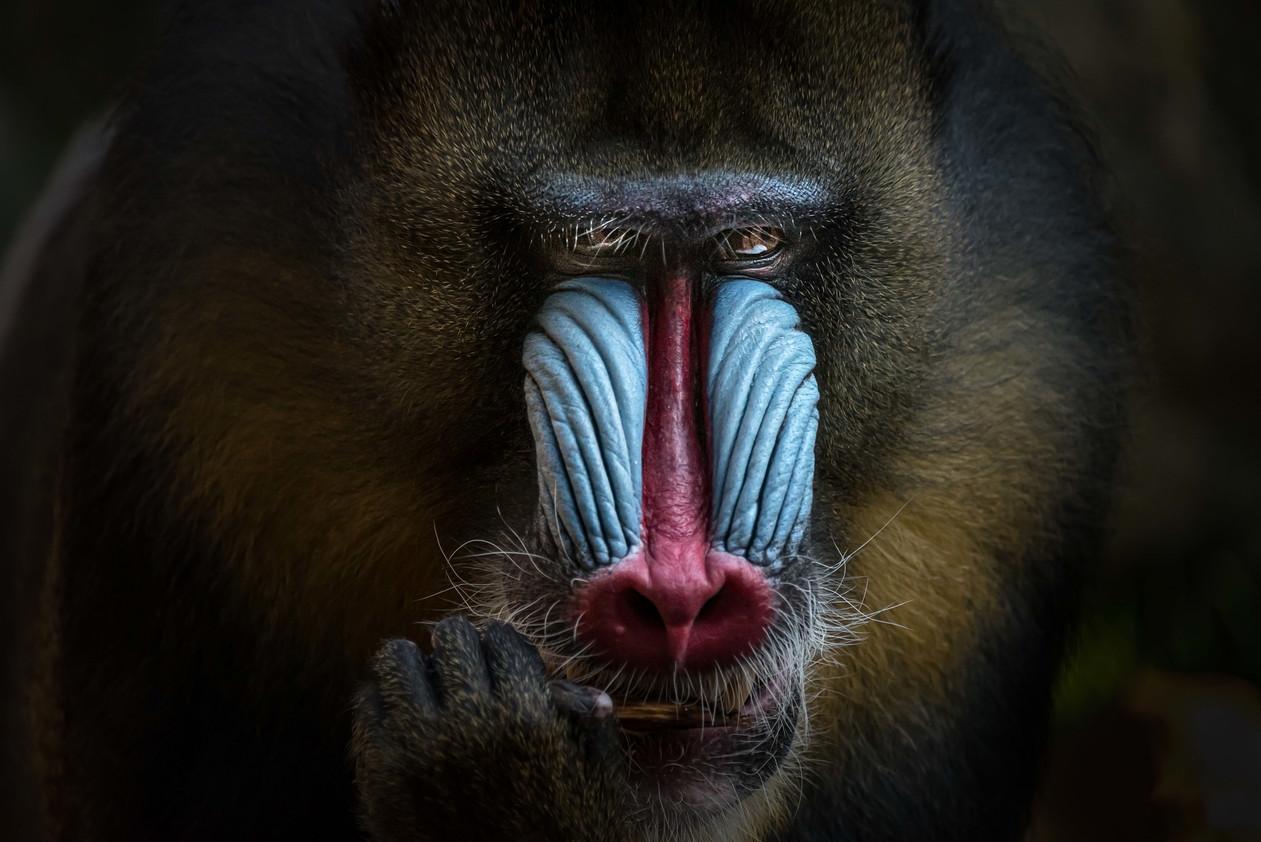 492986 descargar fondo de pantalla animales, mandril, mono, bozal, primate, monos: protectores de pantalla e imágenes gratis