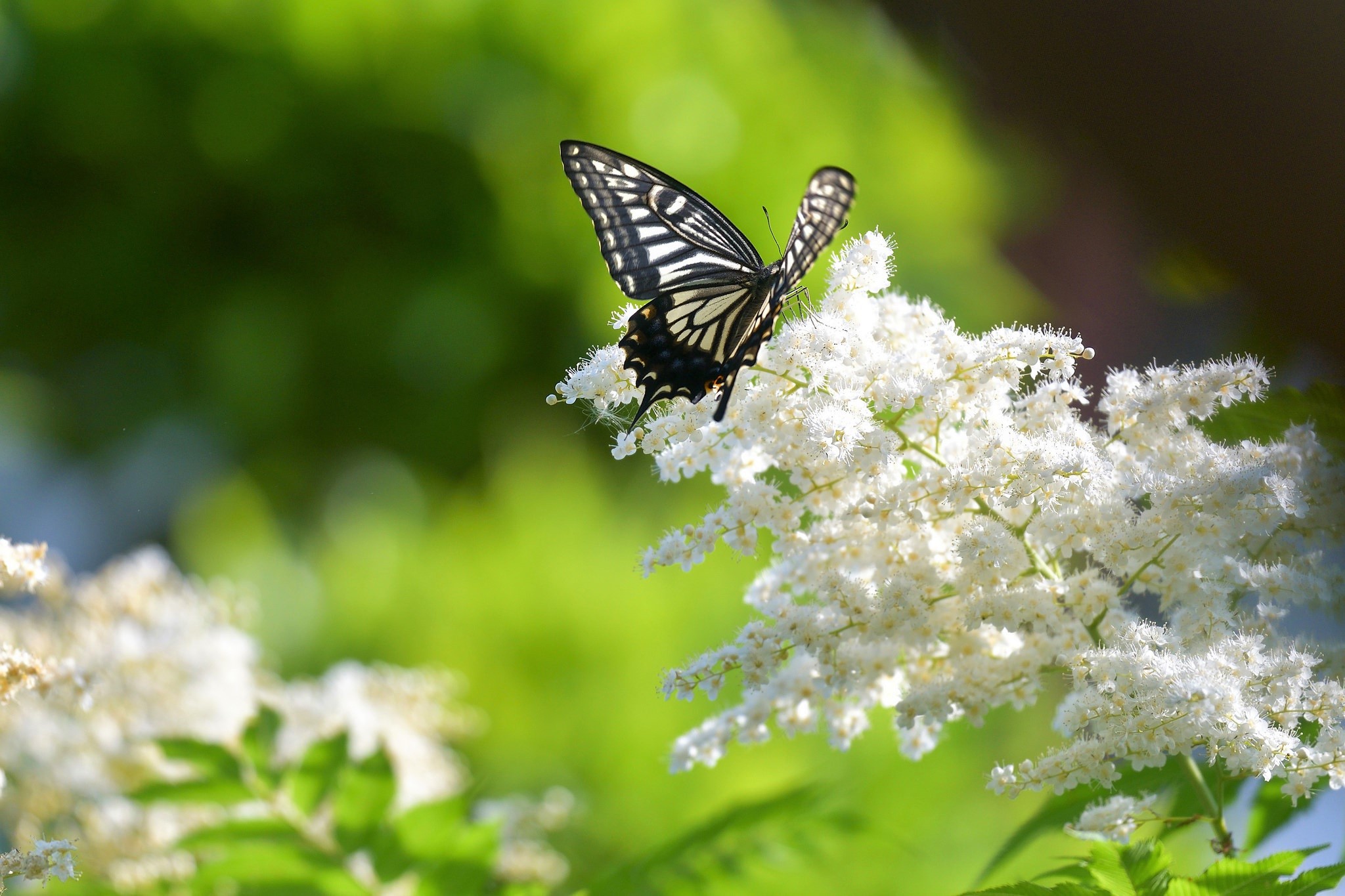 無料モバイル壁紙動物, 蝶, 花, 白い花をダウンロードします。