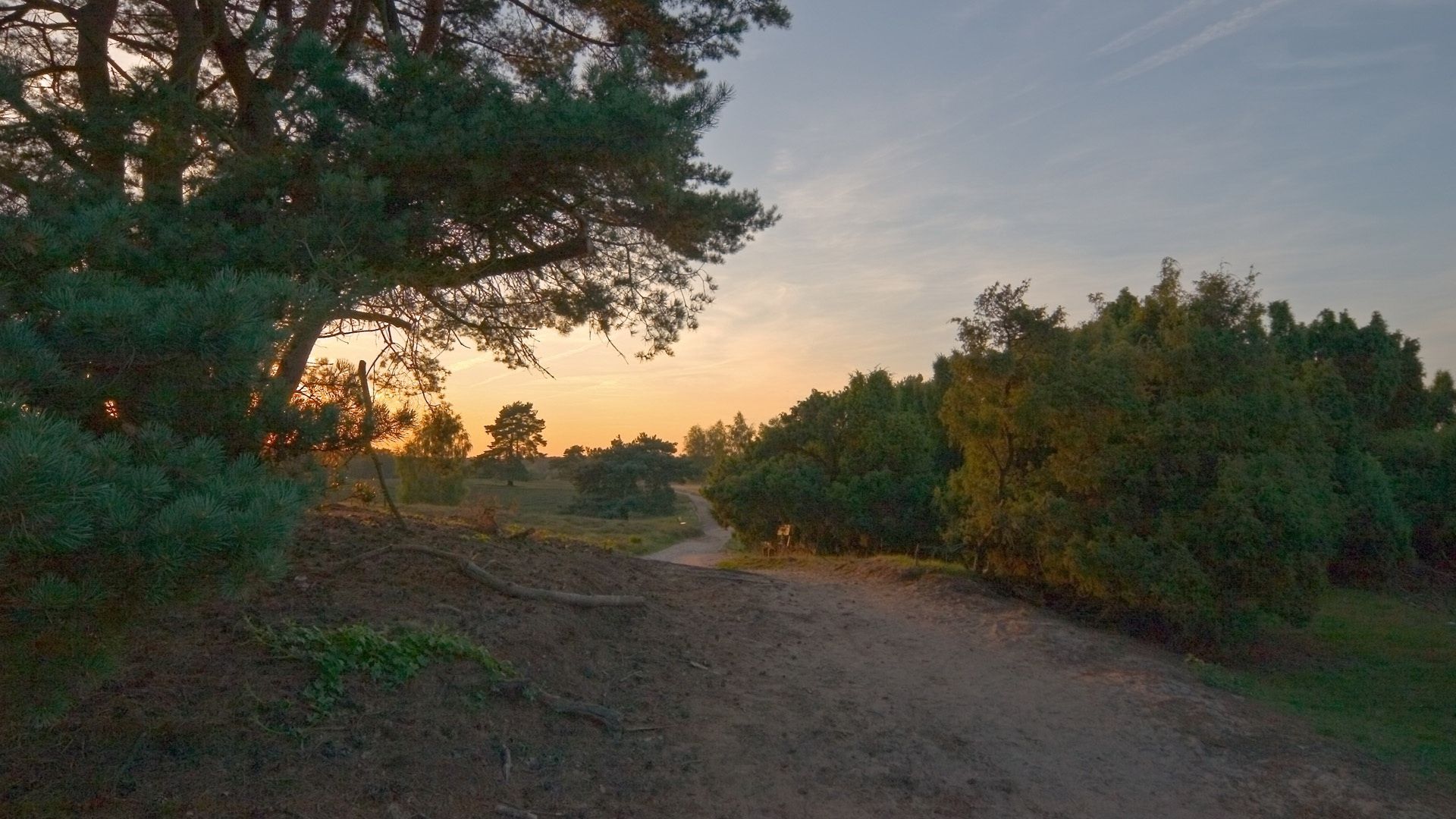 Laden Sie das Natur, Bäume, Straße, Wald, Feld-Bild kostenlos auf Ihren PC-Desktop herunter