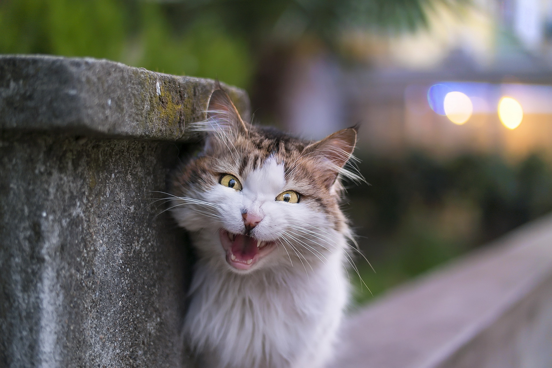 Baixe gratuitamente a imagem Animais, Gatos, Gato, Olhar Fixamente, Profundidade De Campo na área de trabalho do seu PC