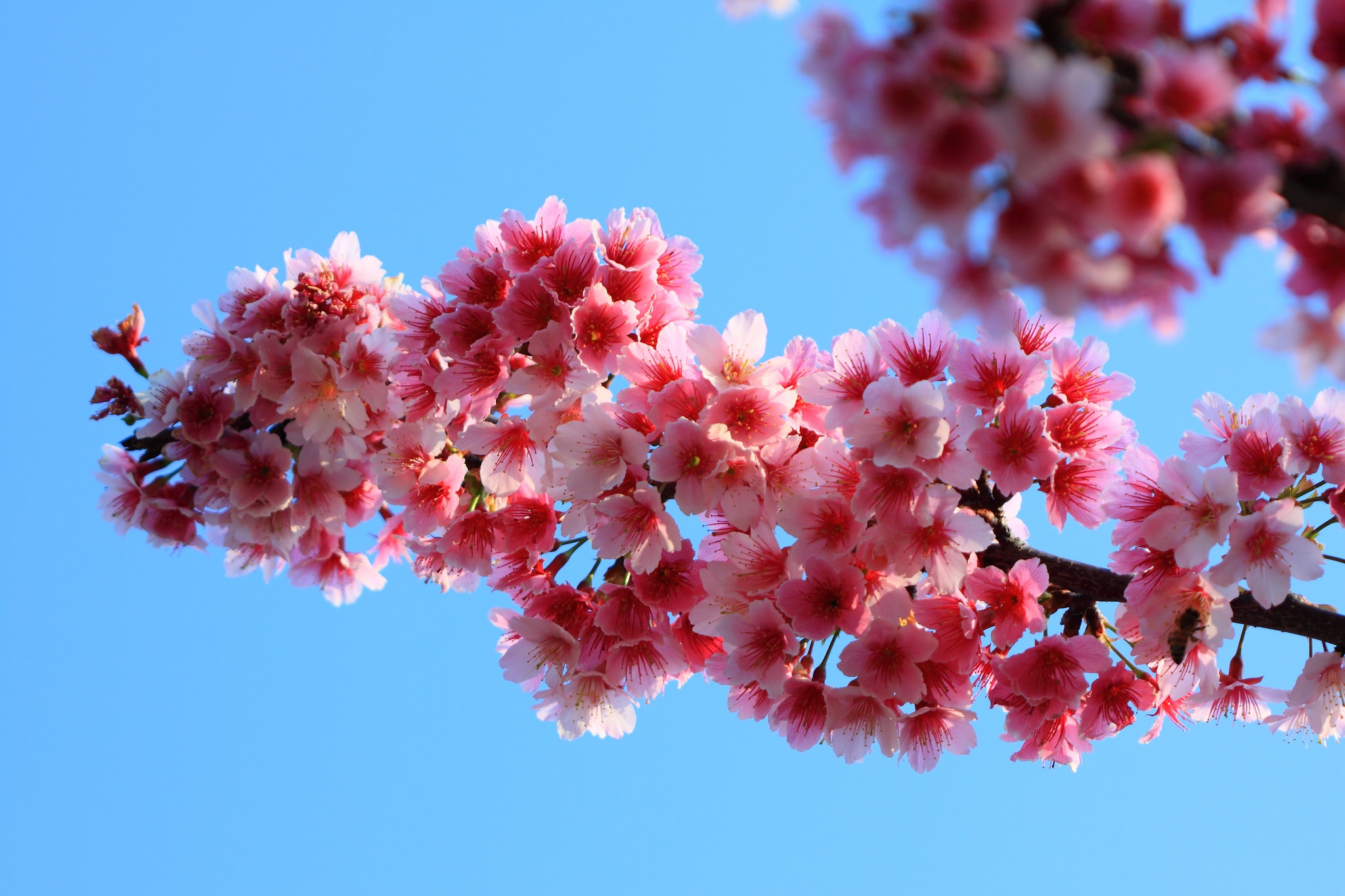 Скачать картинку Природа, Цветок, Весна, Цвести, Земля/природа, Розовый Цветок, Флауэрсы в телефон бесплатно.