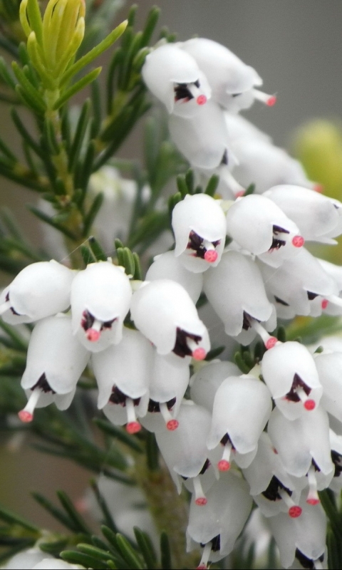 Descarga gratuita de fondo de pantalla para móvil de Flores, Flor, Tierra/naturaleza.