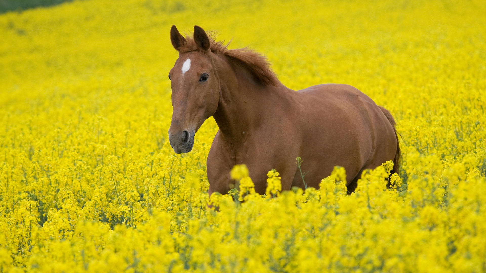 Laden Sie das Tiere, Hauspferd-Bild kostenlos auf Ihren PC-Desktop herunter