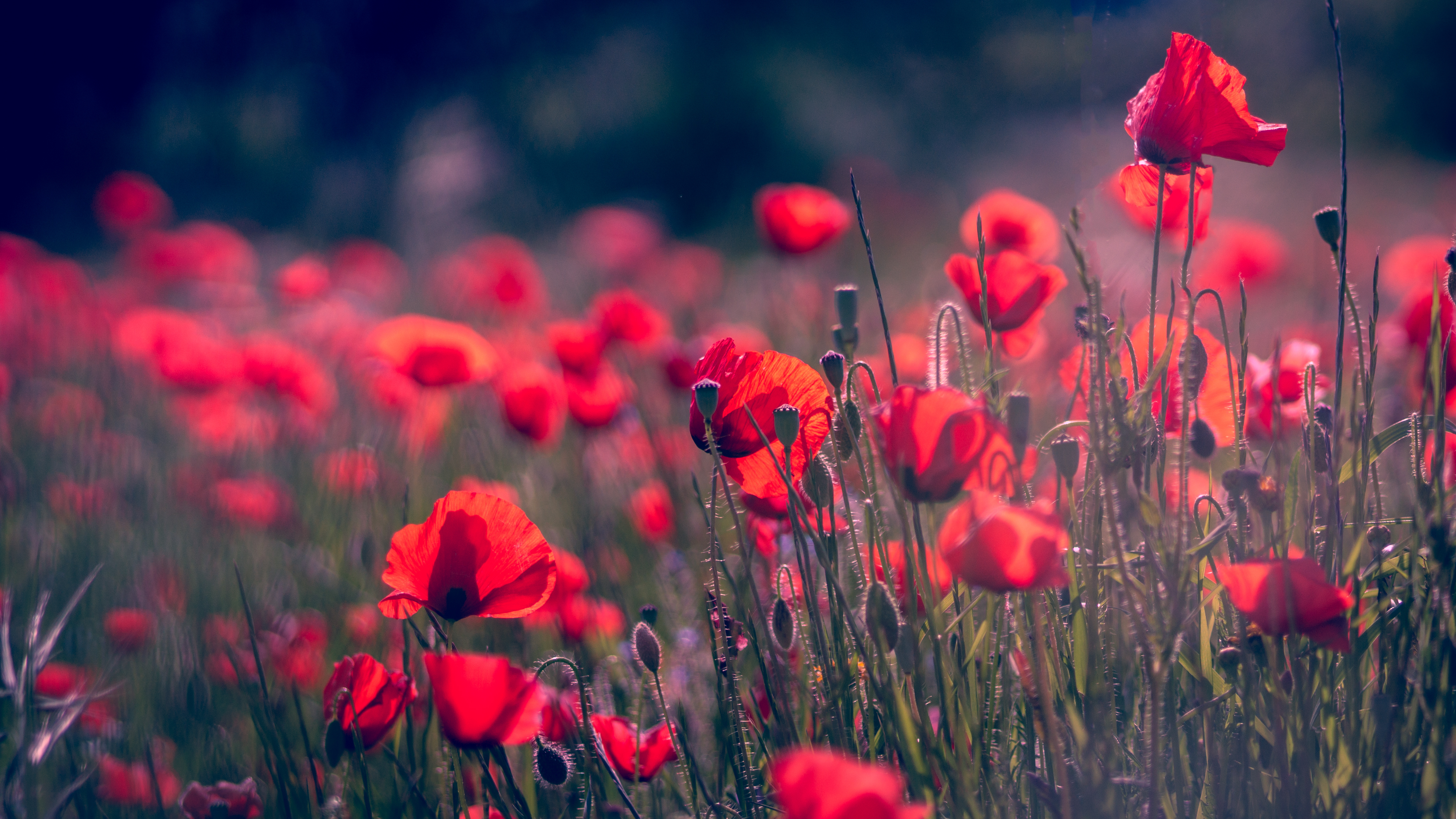 Download mobile wallpaper Nature, Flowers, Summer, Flower, Earth, Poppy, Red Flower, Depth Of Field for free.