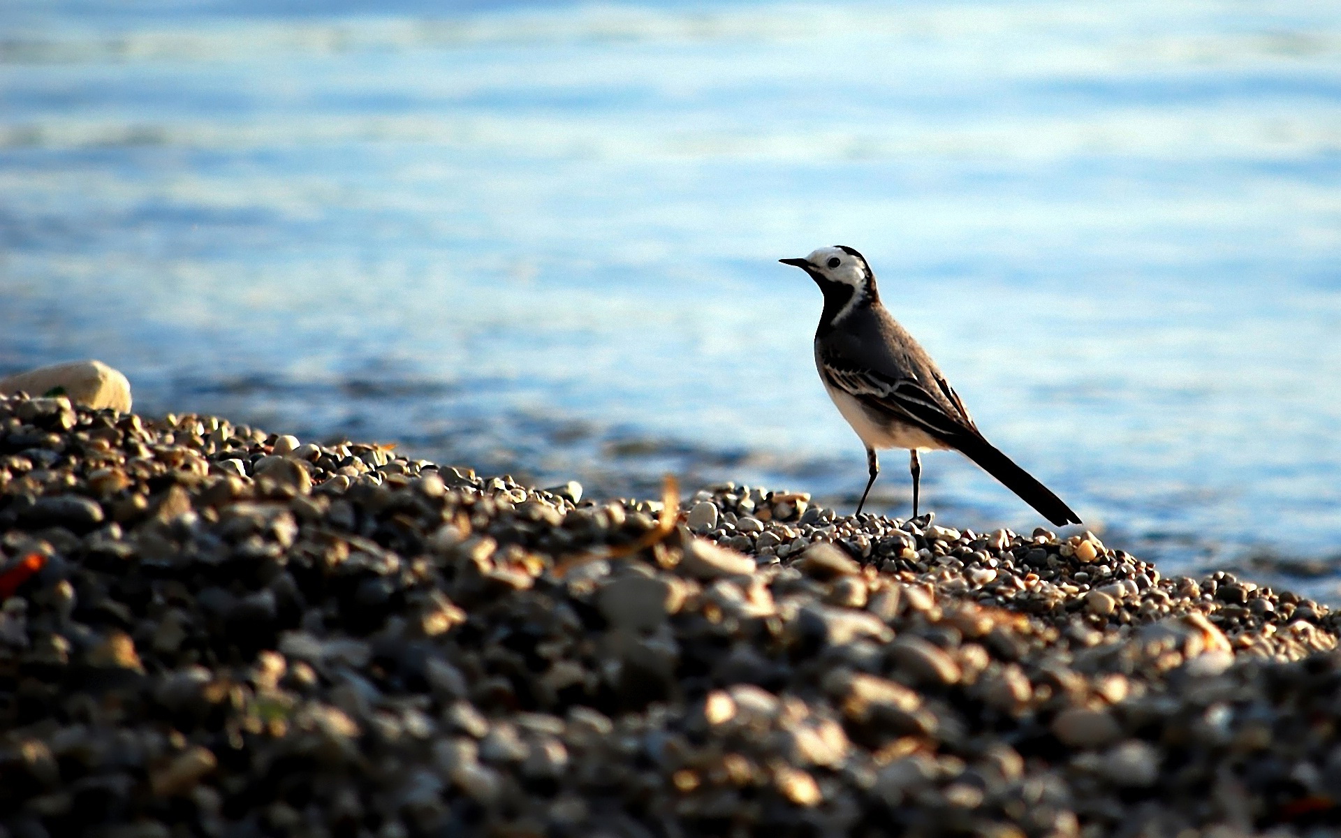 Téléchargez gratuitement l'image Oiseau, Des Oiseaux, Animaux sur le bureau de votre PC