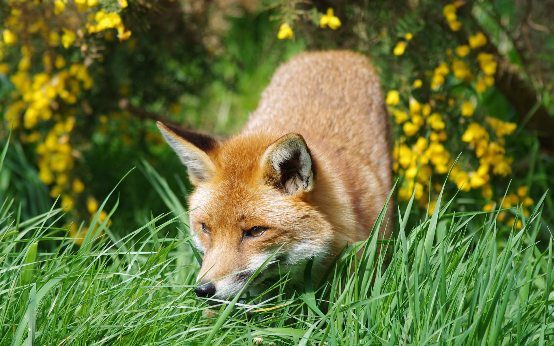 Handy-Wallpaper Tiere, Fuchs kostenlos herunterladen.