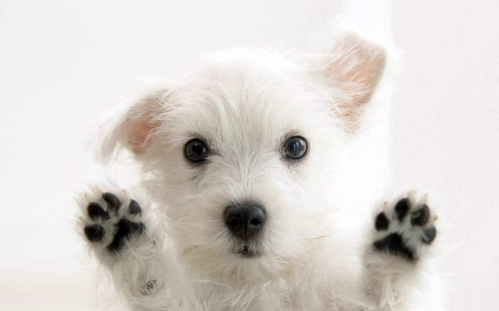 46939 descargar imagen perros, animales: fondos de pantalla y protectores de pantalla gratis
