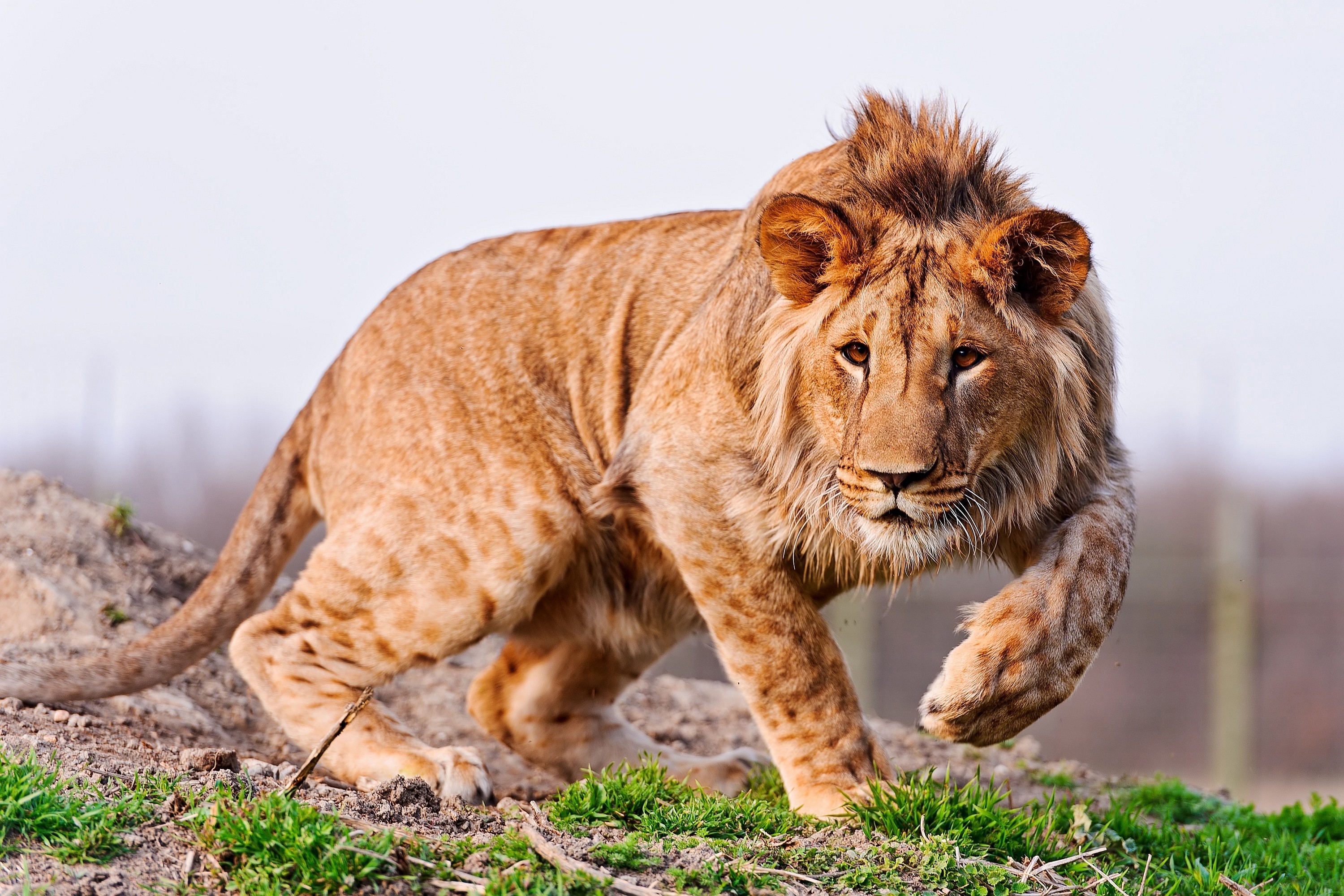 103120 скачать обои лев, животные, взгляд, прогулка, охота, внимательность - заставки и картинки бесплатно