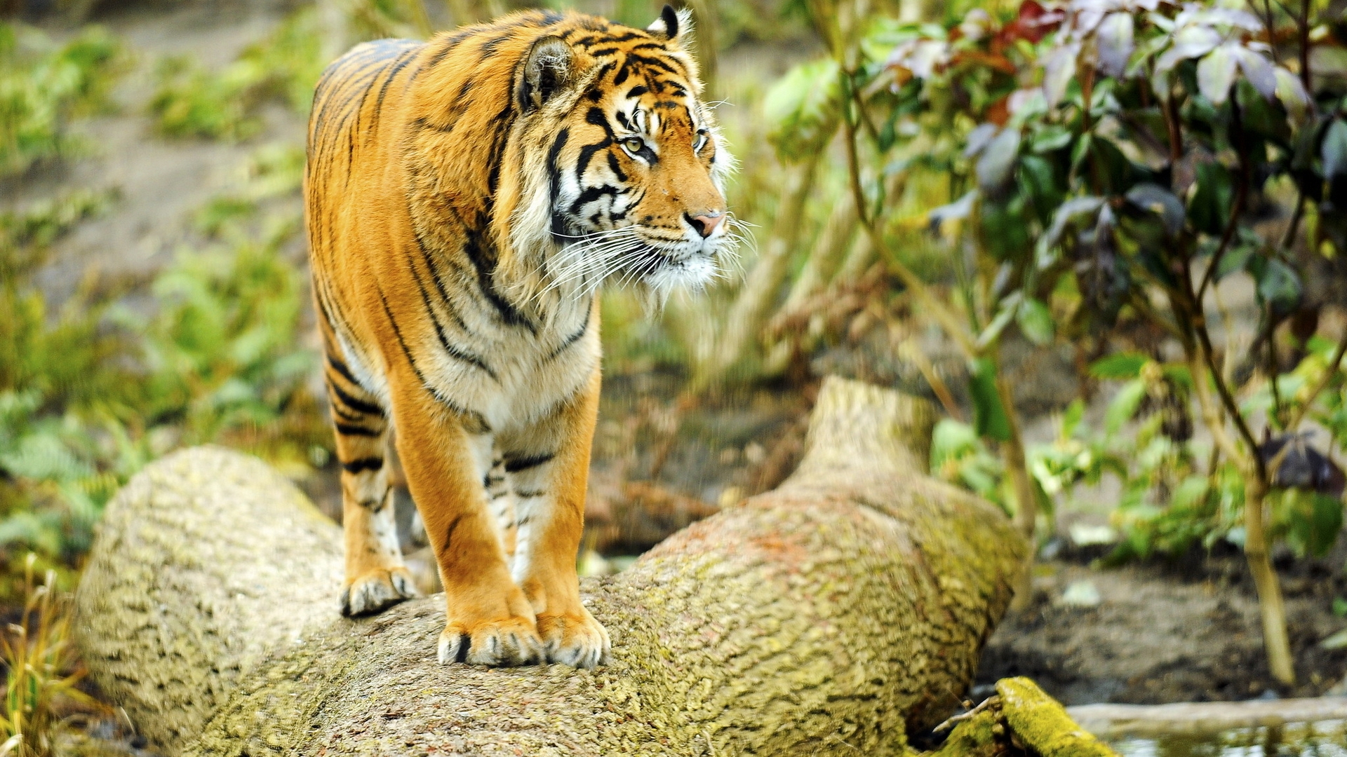 Téléchargez gratuitement l'image Animaux, Tigre sur le bureau de votre PC