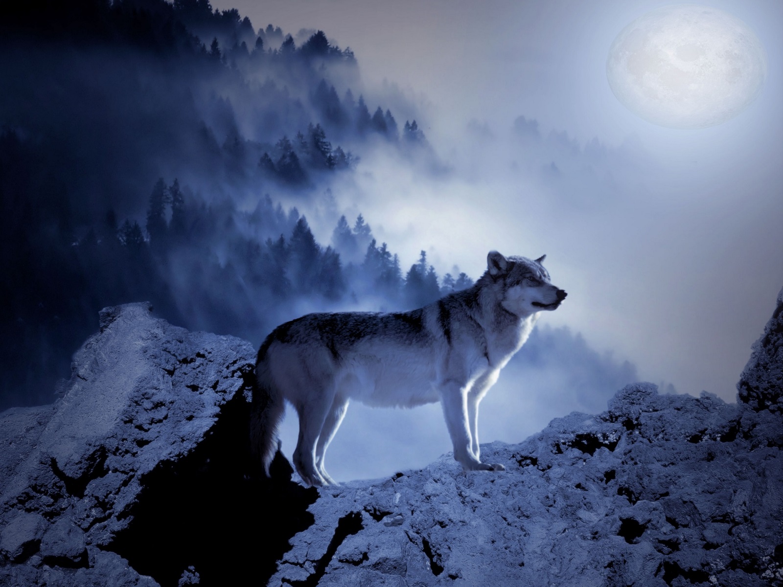 Download mobile wallpaper Moon, Fog, Wolf, Animal, Wolves for free.