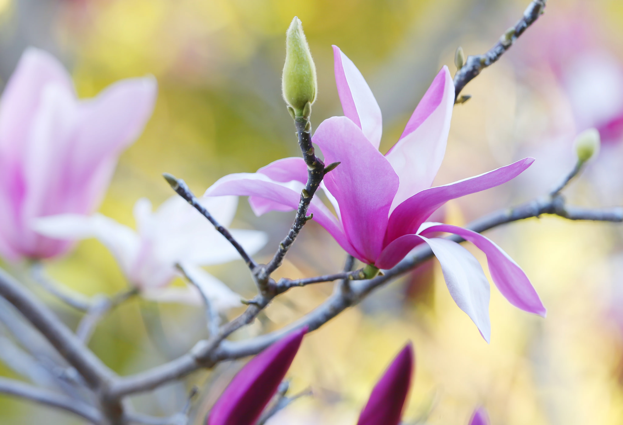 Laden Sie das Blumen, Magnolia, Zweig, Magnolie, Blütenblätter, Ast-Bild kostenlos auf Ihren PC-Desktop herunter