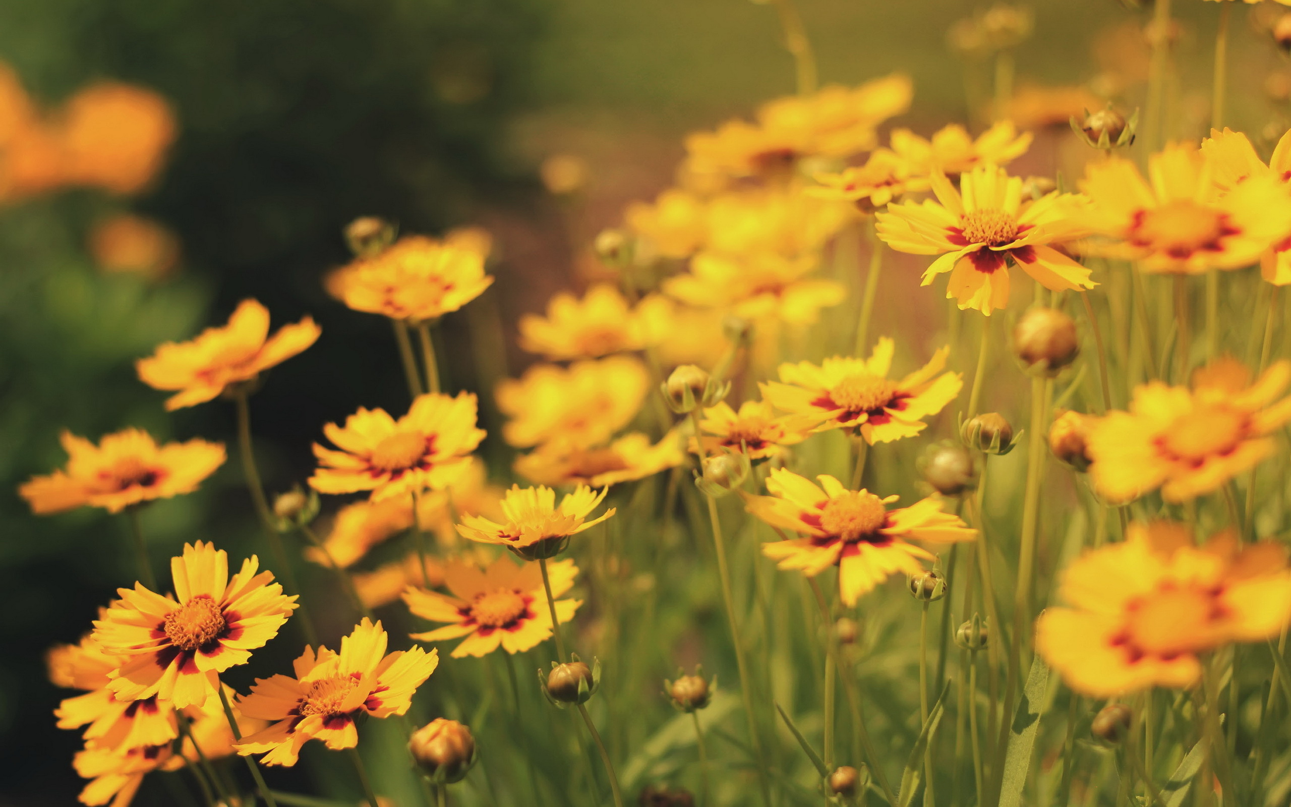 Téléchargez gratuitement l'image Fleurs, Fleur, Terre/nature sur le bureau de votre PC