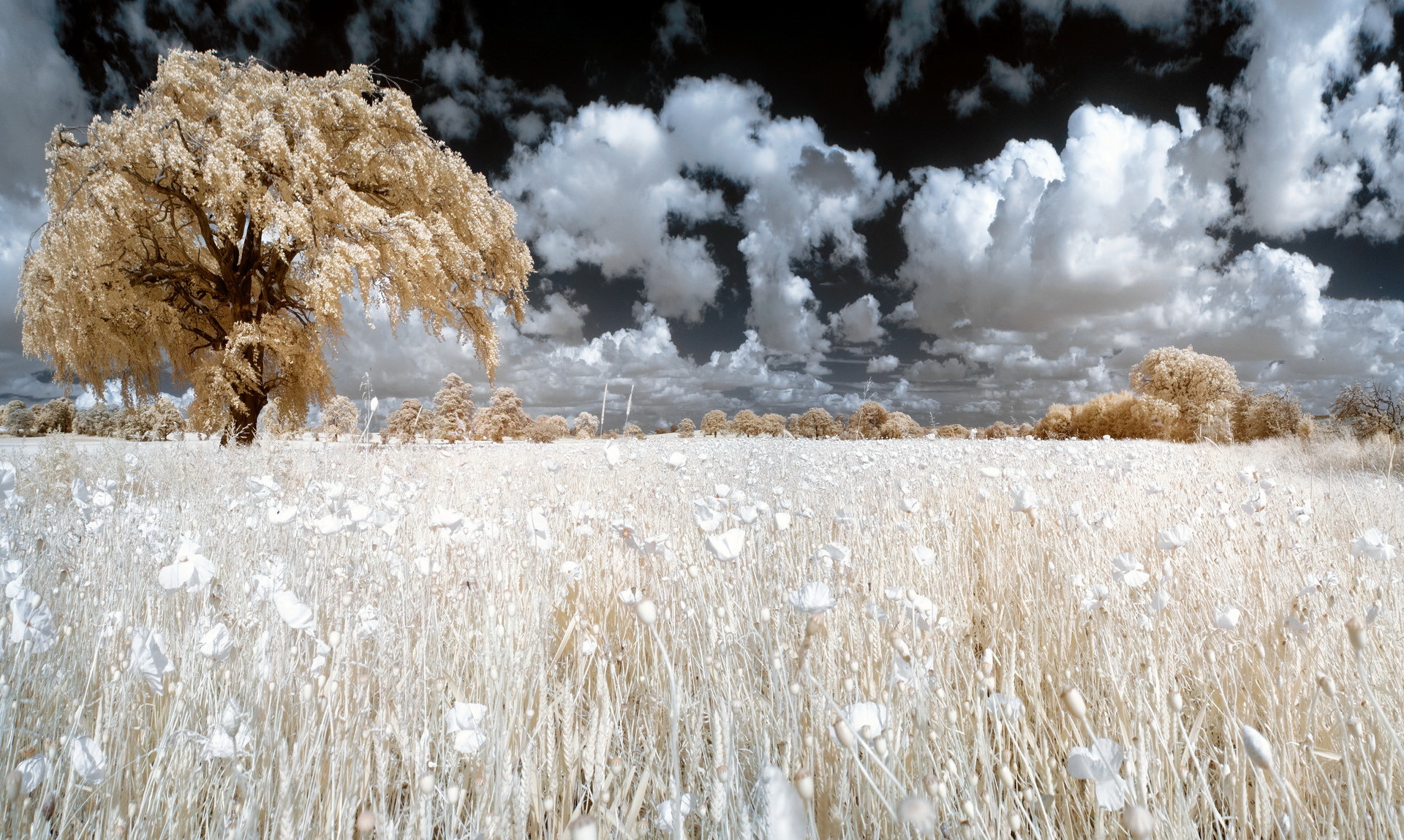 Free download wallpaper Landscape, Nature, Sky, Plant, Tree, Earth, Cloud on your PC desktop