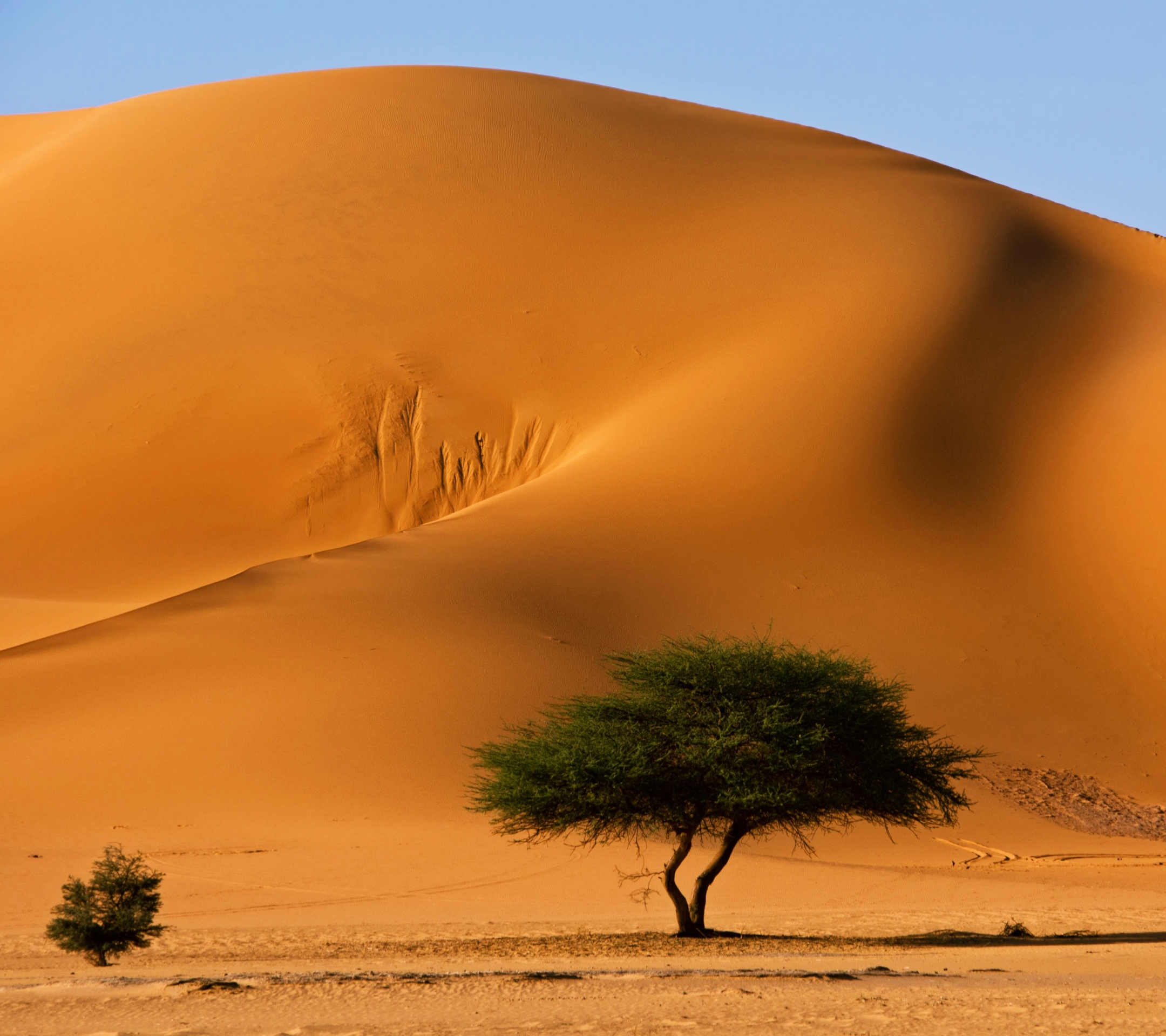 Handy-Wallpaper Landschaft, Sand, Baum, Düne, Steppe, Sahara, Afrika, Algerien, Erde/natur, Tassili N’Ajjer kostenlos herunterladen.