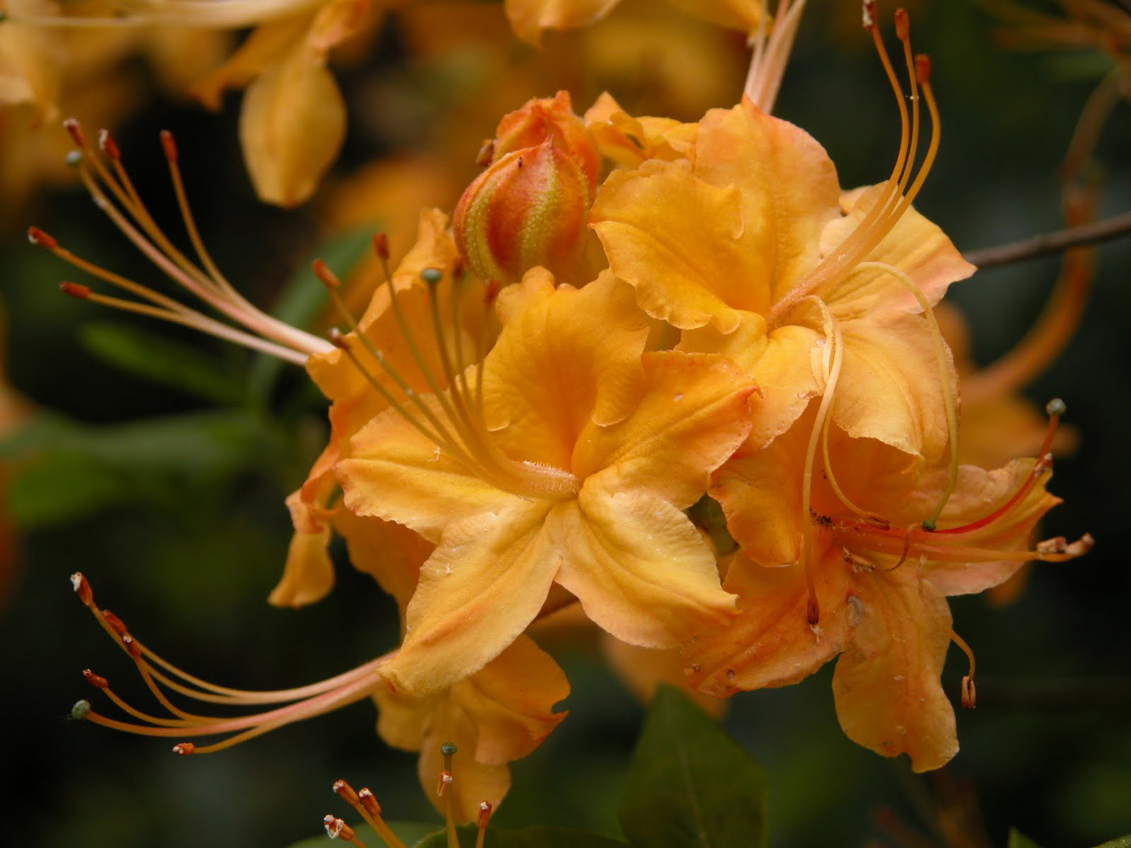 Descarga gratuita de fondo de pantalla para móvil de Flores, Flor, Tierra/naturaleza.