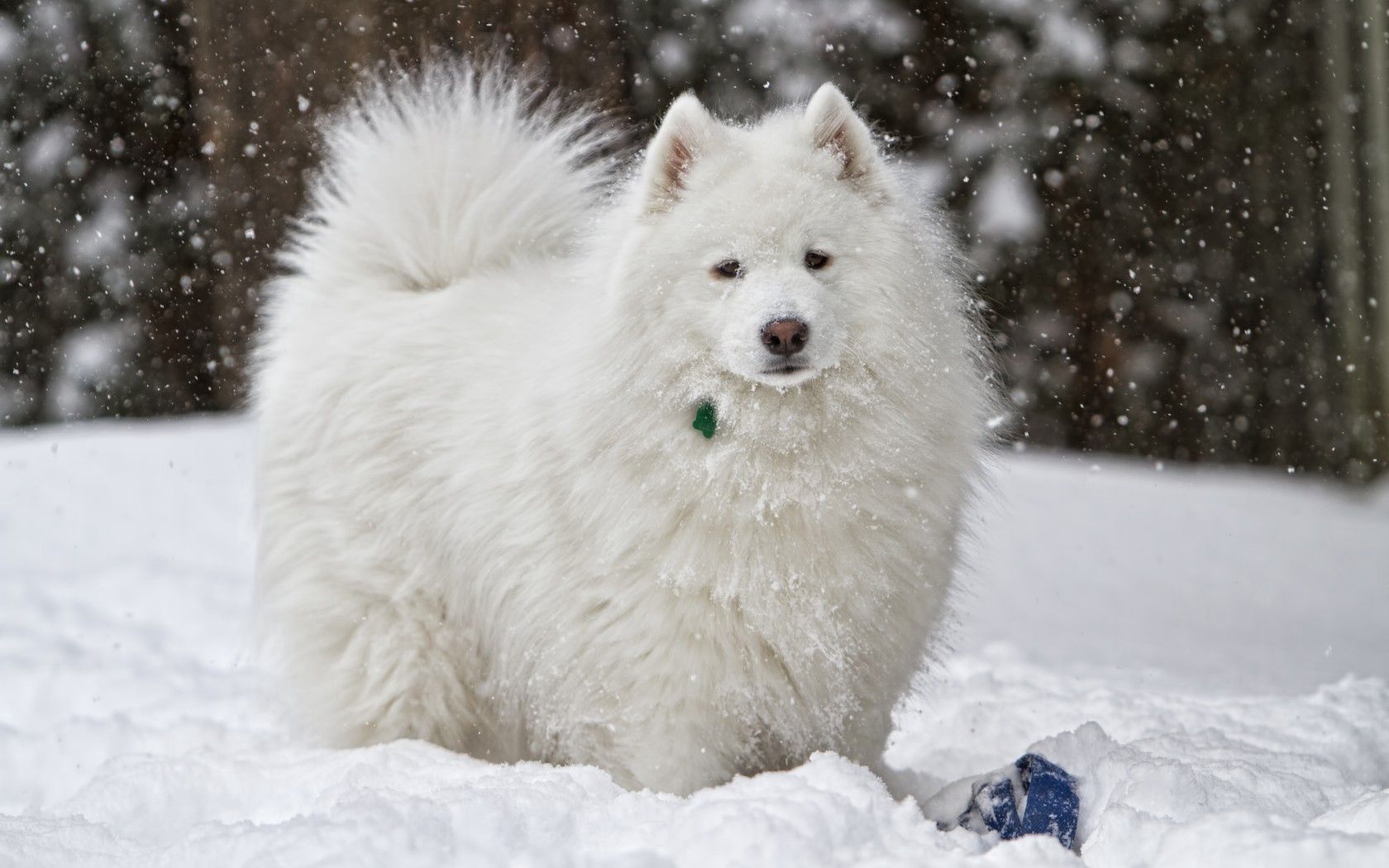 無料モバイル壁紙白い, 動物, 雪, 冬, 犬をダウンロードします。