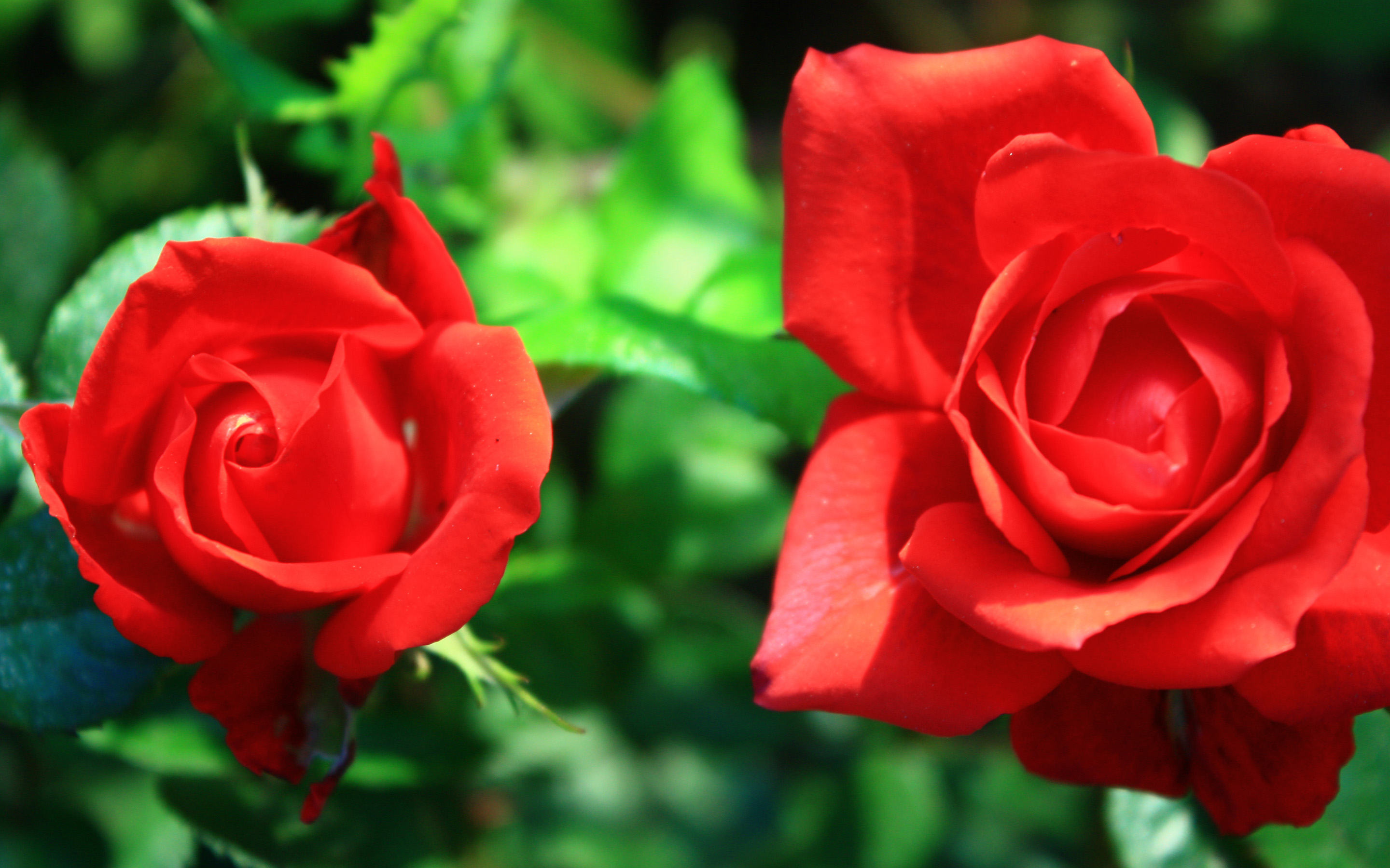 Téléchargez gratuitement l'image Fleurs, Rose, Terre/nature sur le bureau de votre PC