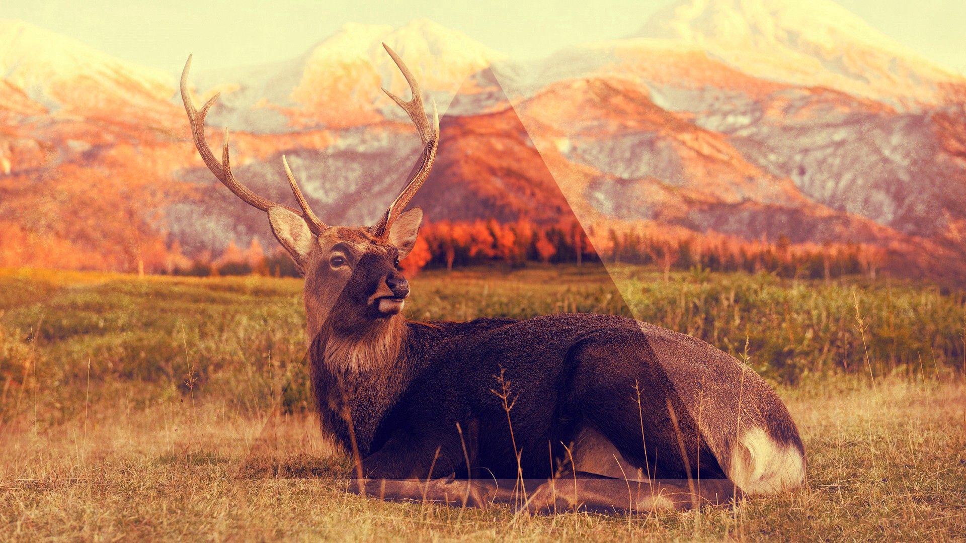 PCデスクトップに動物, 草, 山脈, 嘘, 横になります, 三角形, 鹿画像を無料でダウンロード