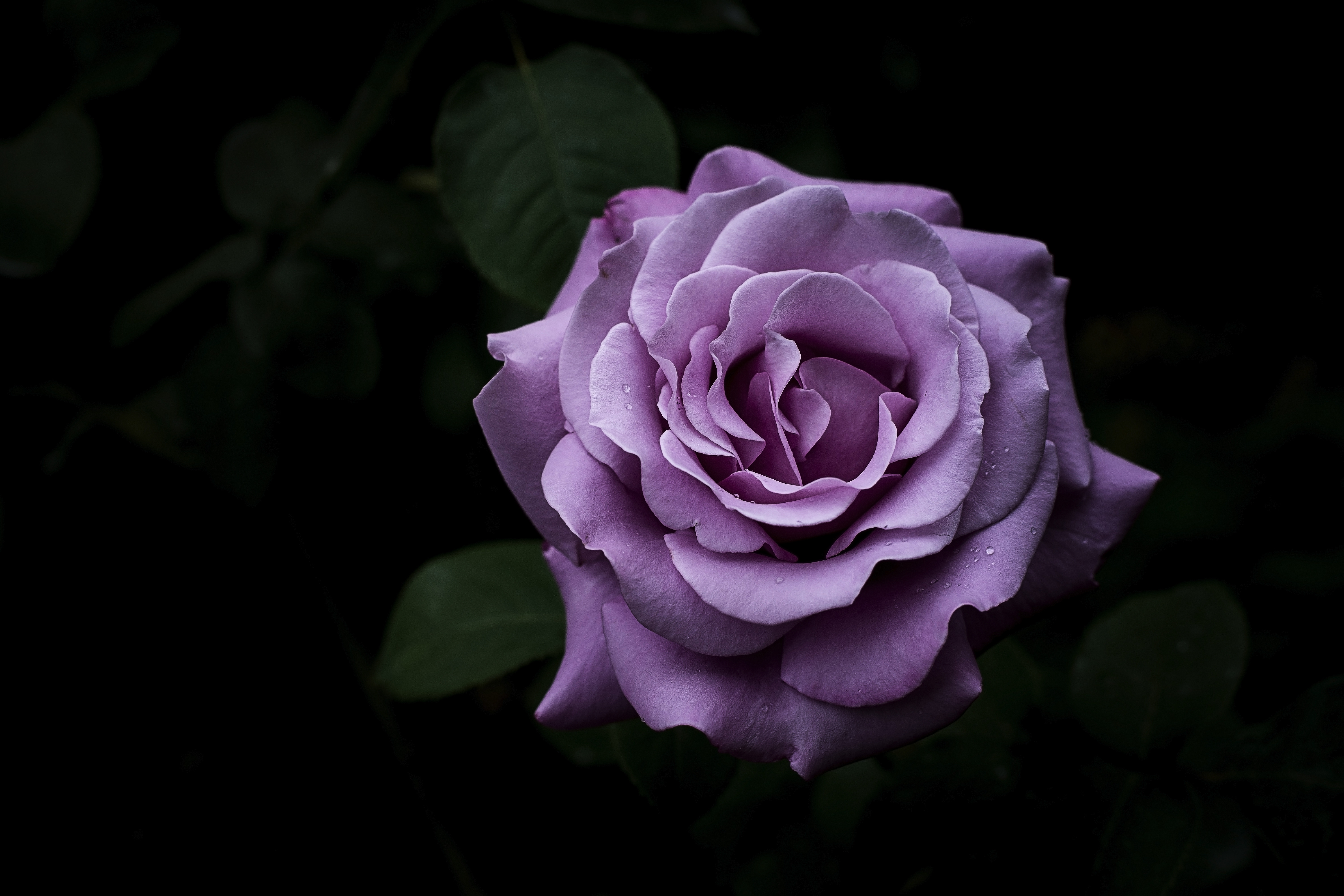 Завантажити шпалери безкоштовно Темний, Роза, Квітка, Квіти, Троянда, Пелюстки картинка на робочий стіл ПК