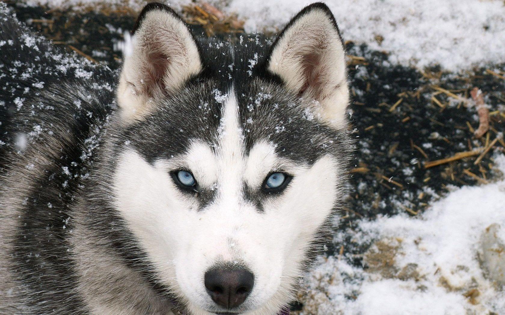 無料モバイル壁紙動物, 犬, シベリアンハスキーをダウンロードします。