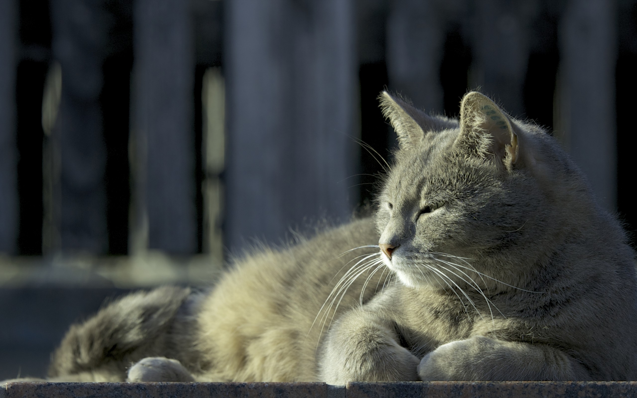 Baixar papel de parede para celular de Animais, Gatos, Gato gratuito.