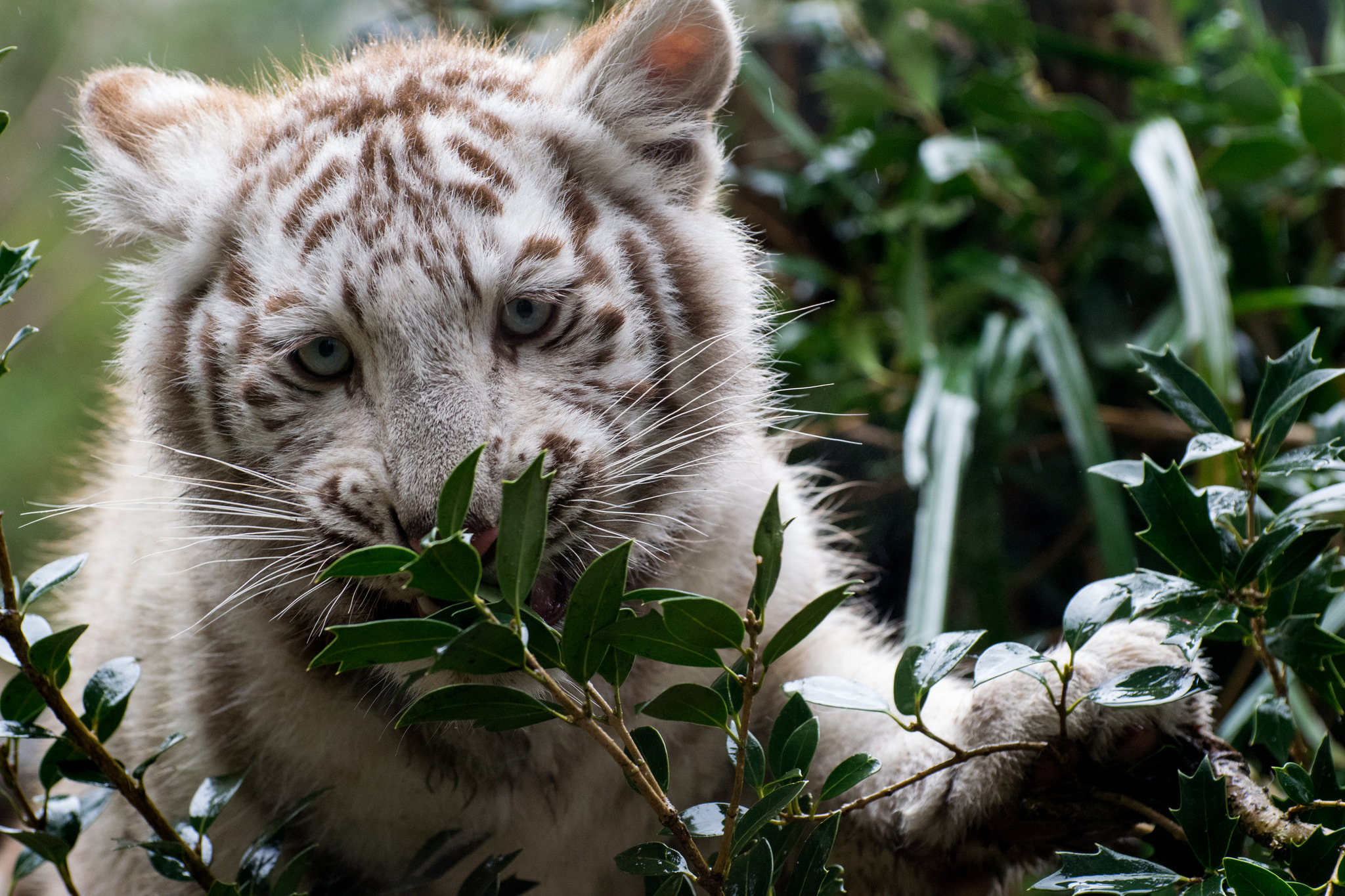 Free download wallpaper Cats, Tiger, Animal, Cute, White Tiger, Baby Animal, Cub on your PC desktop