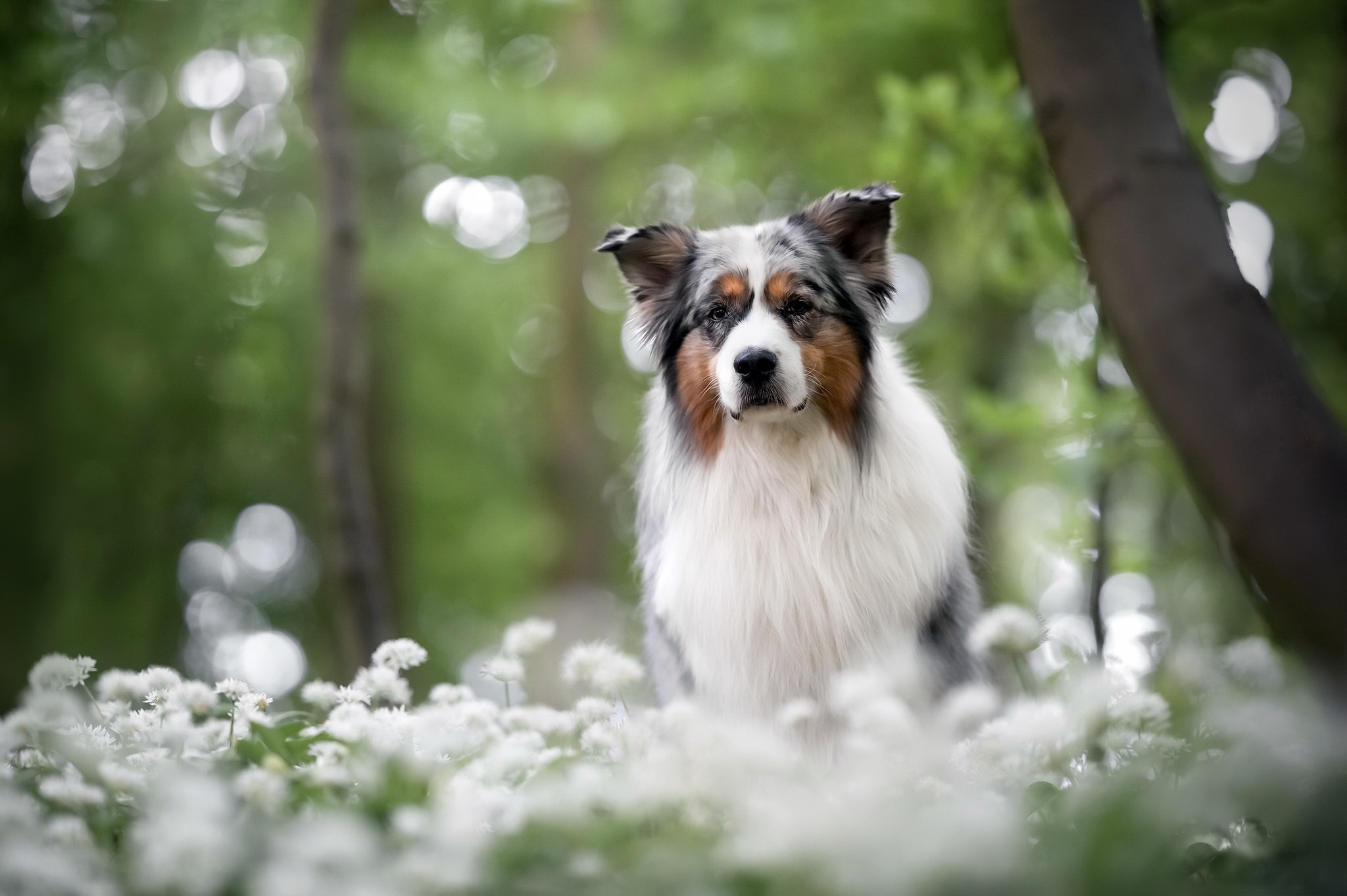 Baixar papel de parede para celular de Animais, Cães, Cão gratuito.