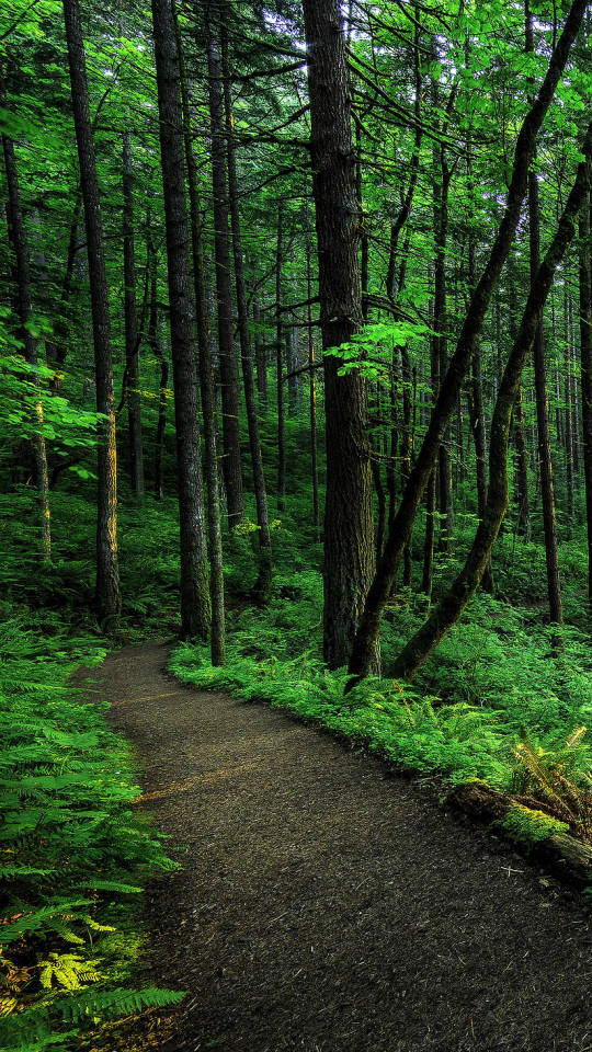 Скачать картинку Лес, Дерево, Зеленый, Дорожка, Земля/природа в телефон бесплатно.