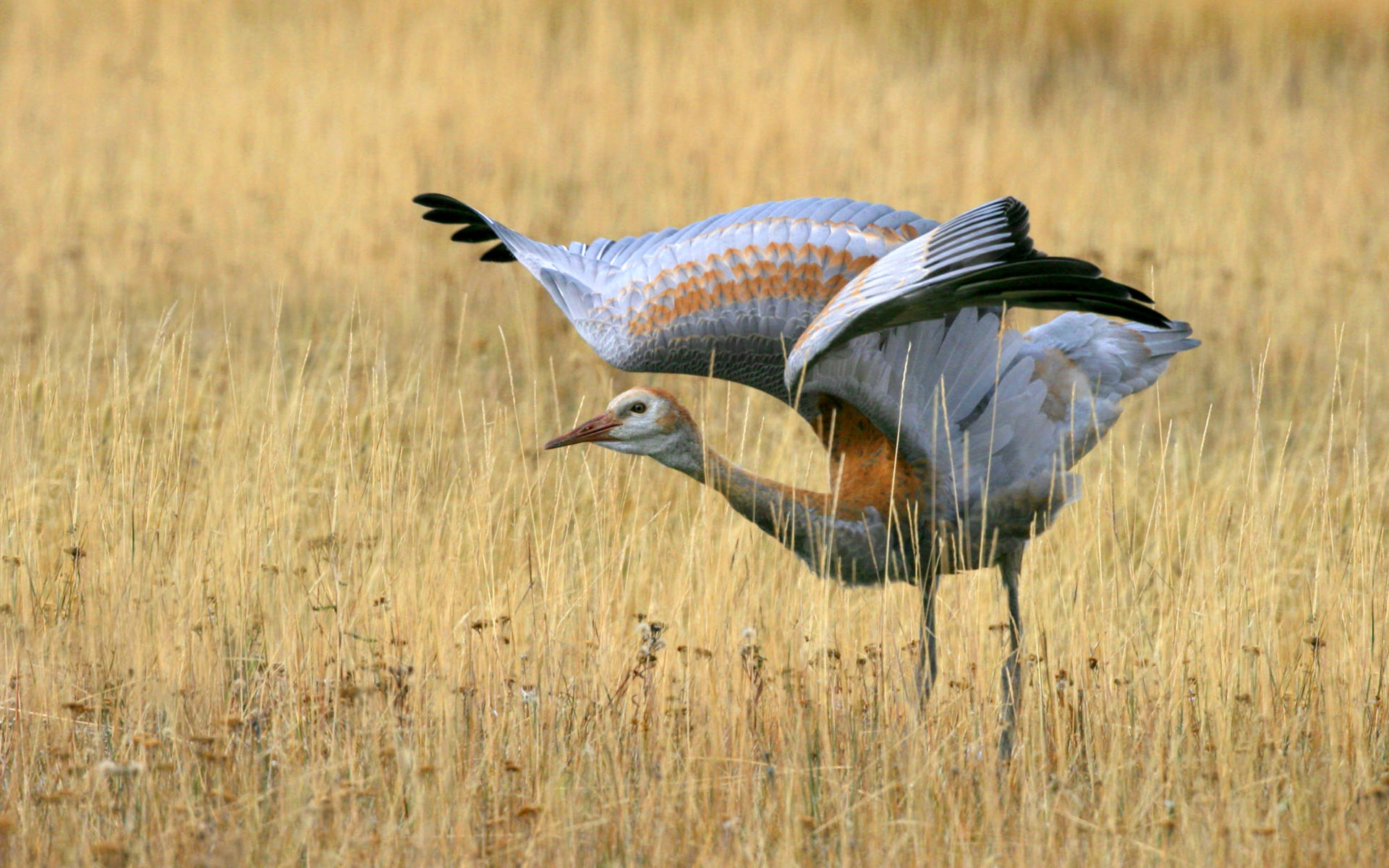 Descarga gratis la imagen Animales, Aves, Ave en el escritorio de tu PC