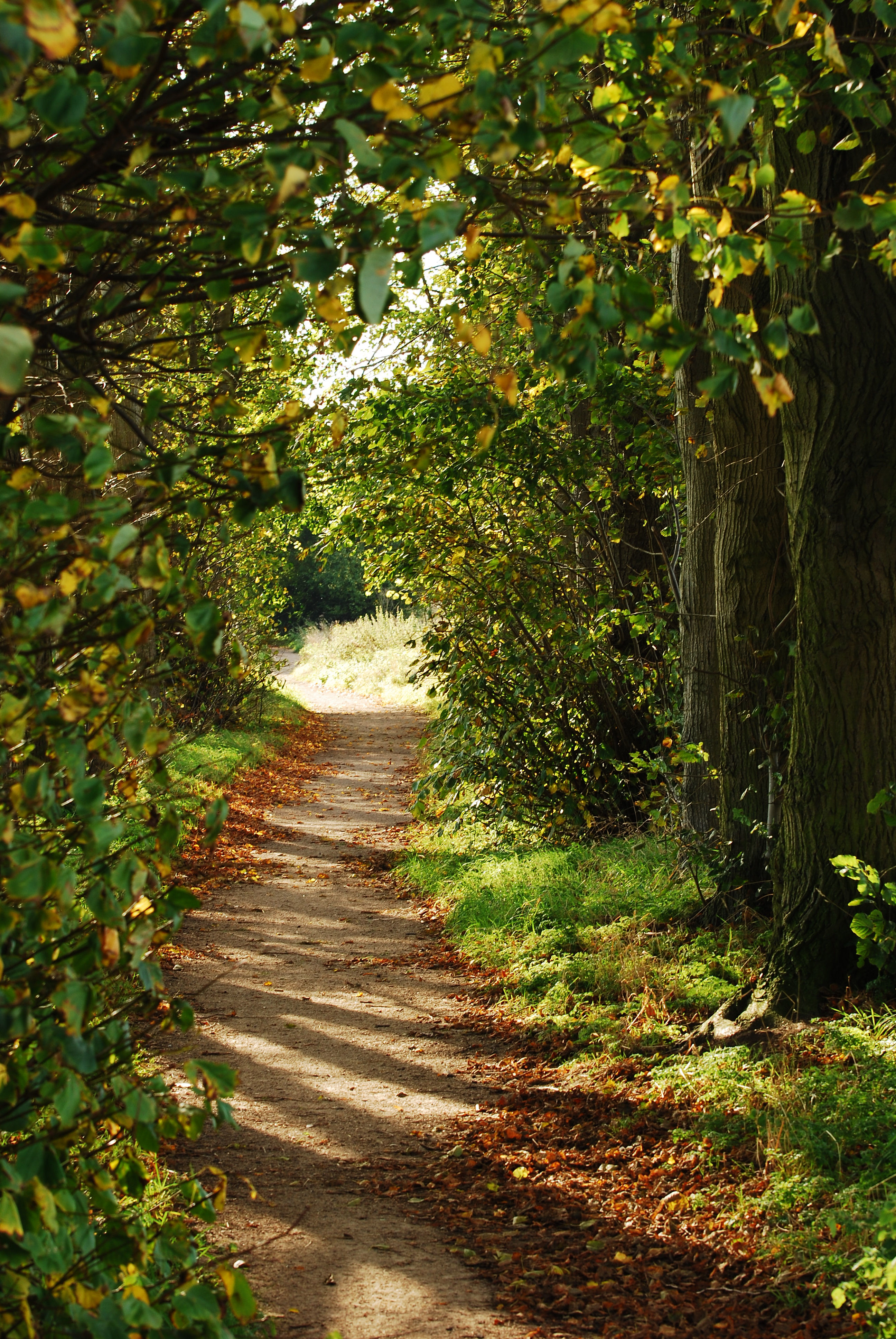 Téléchargez des papiers peints mobile Nature, Arbres, Buissons, Branches, Chemin gratuitement.