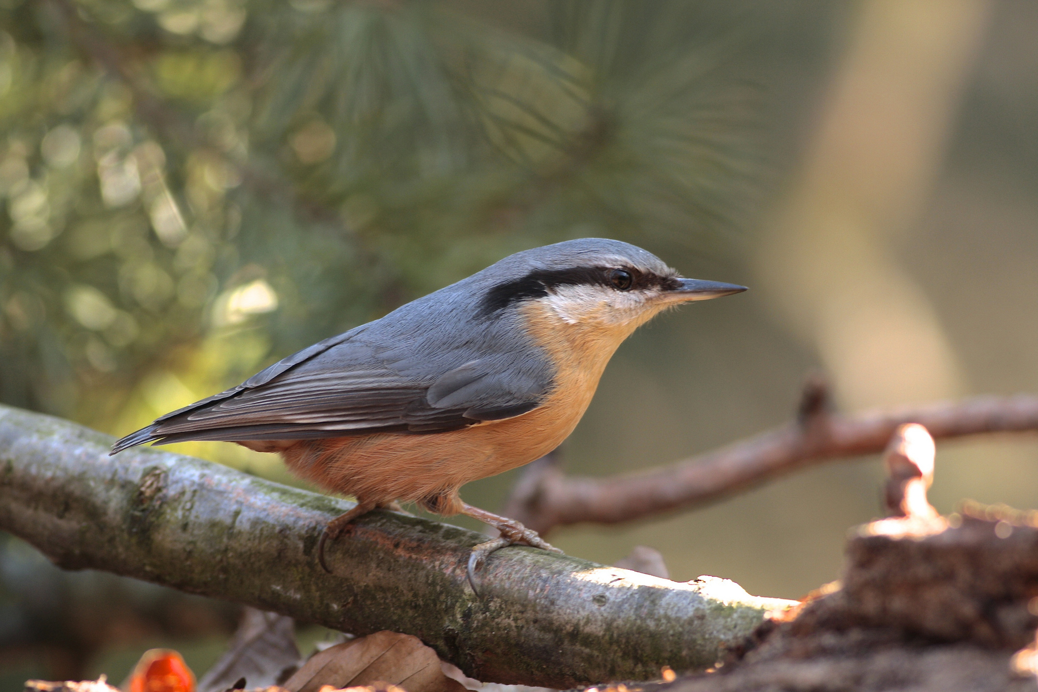 Free download wallpaper Birds, Bird, Animal on your PC desktop