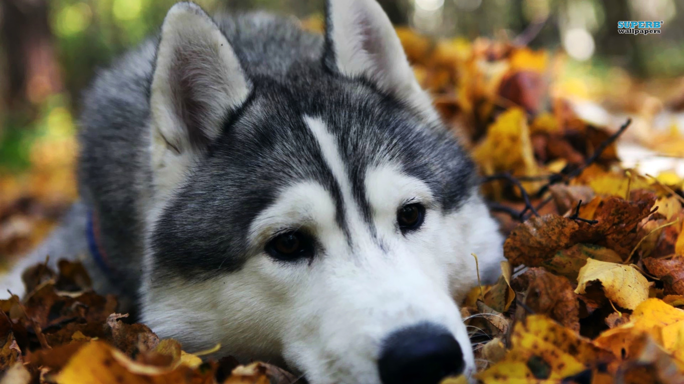 Free download wallpaper Dogs, Dog, Animal, Husky on your PC desktop
