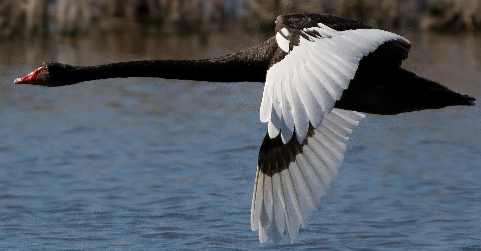 316058 descargar imagen animales, cisne negro, cisne, aves: fondos de pantalla y protectores de pantalla gratis