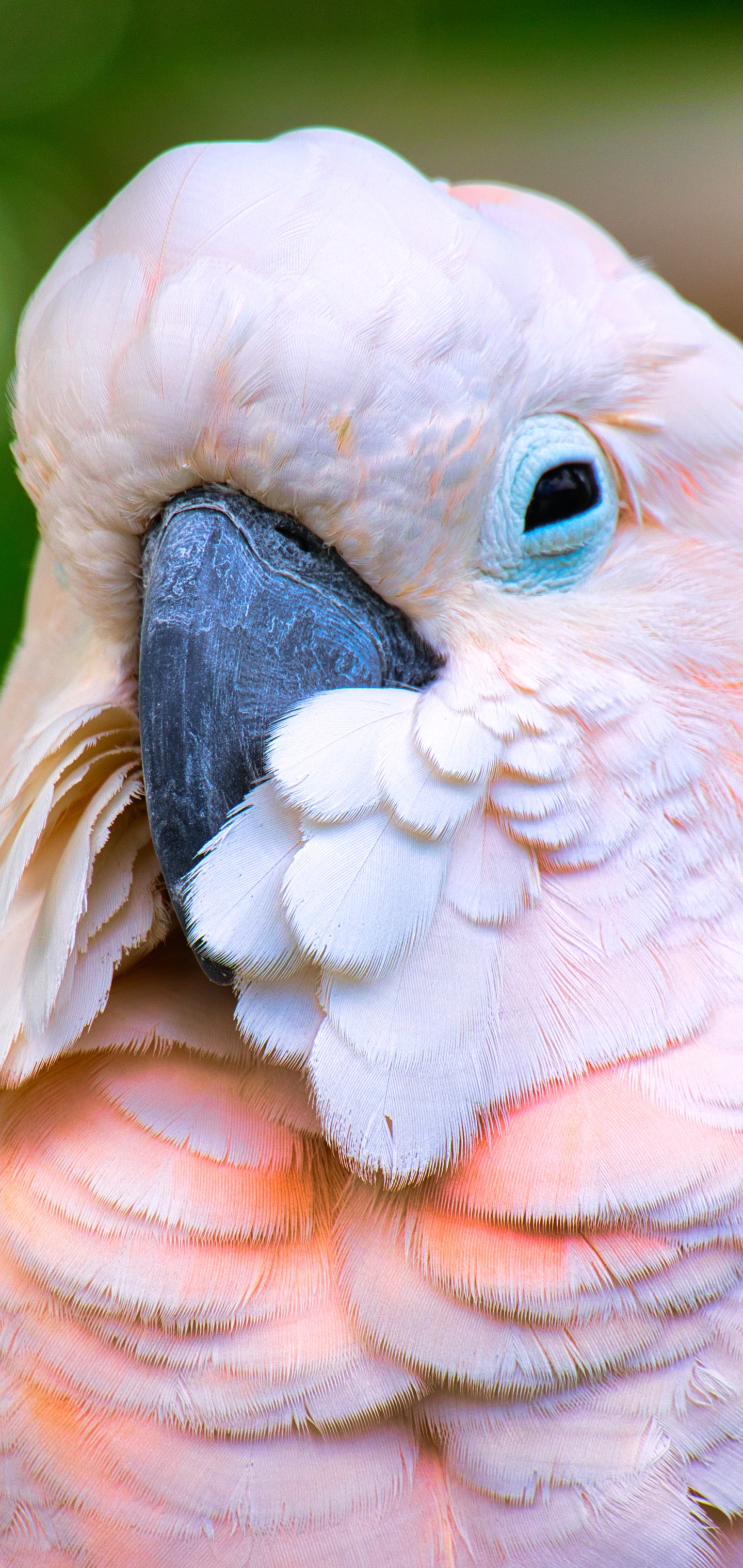 Free download wallpaper Birds, Bird, Animal, Salmon Crested Cockatoo on your PC desktop