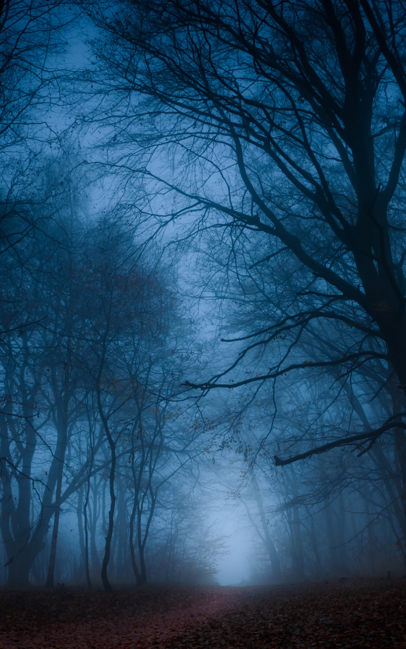 Download mobile wallpaper Nature, Dark, Forest, Tree, Fog, Fall, Earth, Path for free.