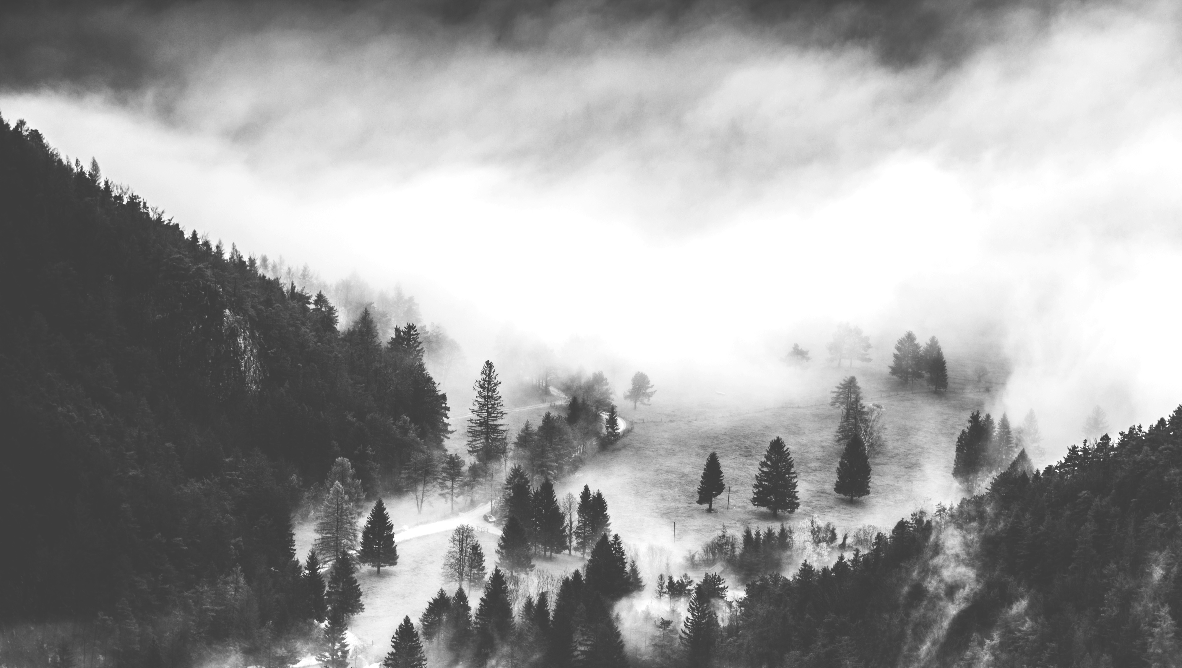 Download mobile wallpaper Nature, Tree, Fog, Earth, Black & White for free.
