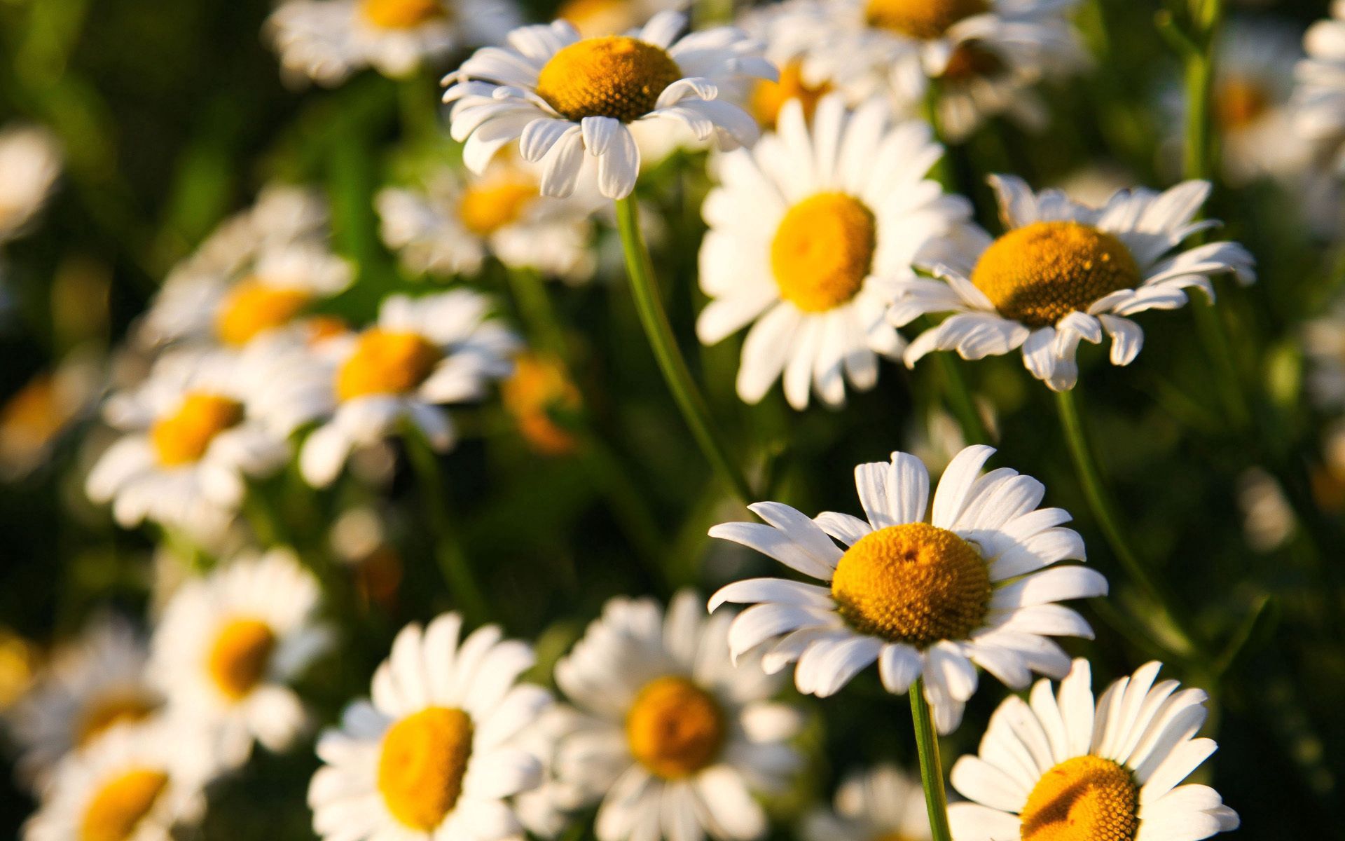 Download mobile wallpaper Field, Macro, Flowers, Sunny, Camomile for free.