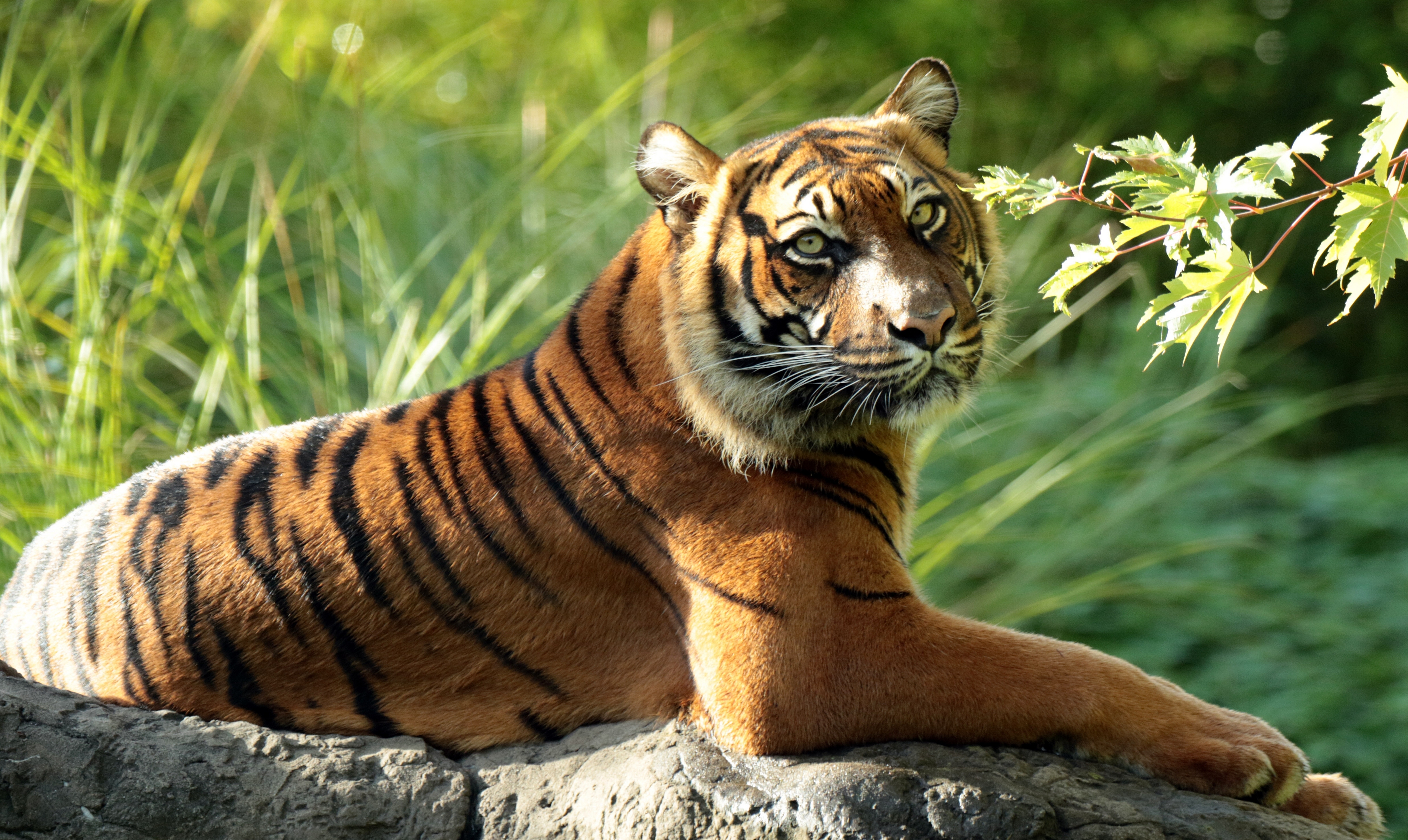 Download mobile wallpaper Cats, Tiger, Animal, Bokeh, Resting for free.