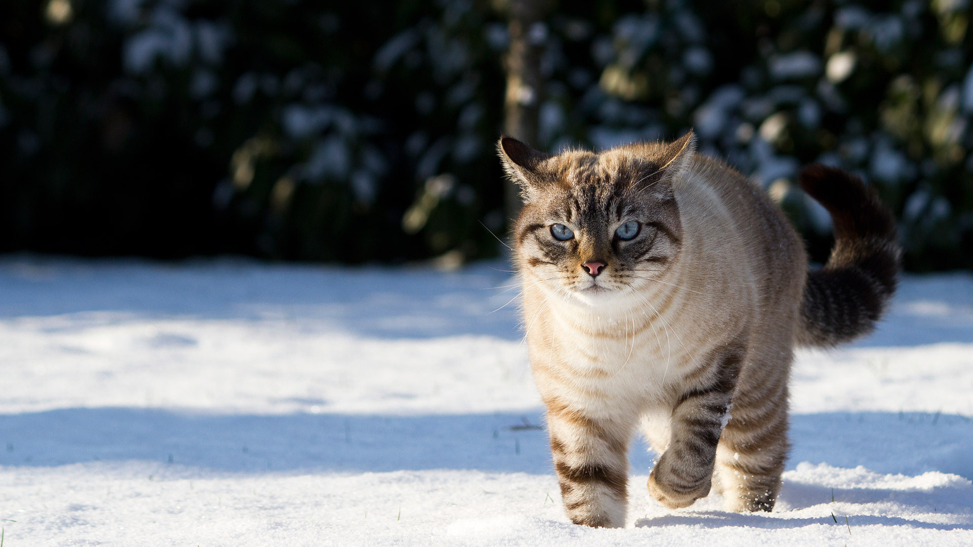 Baixe gratuitamente a imagem Animais, Gato na área de trabalho do seu PC