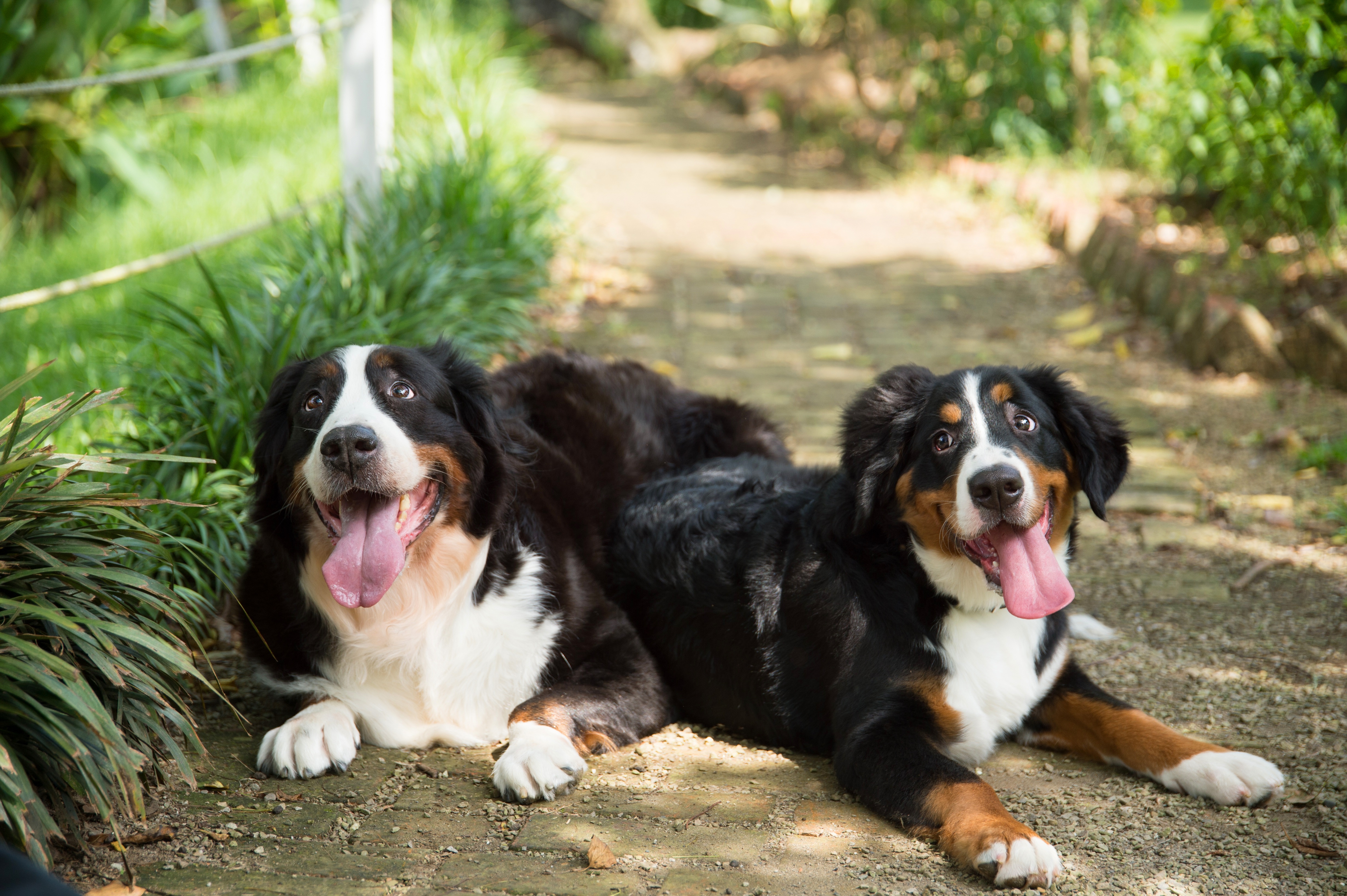 Download mobile wallpaper Dogs, Animal, Bernese Mountain Dog for free.