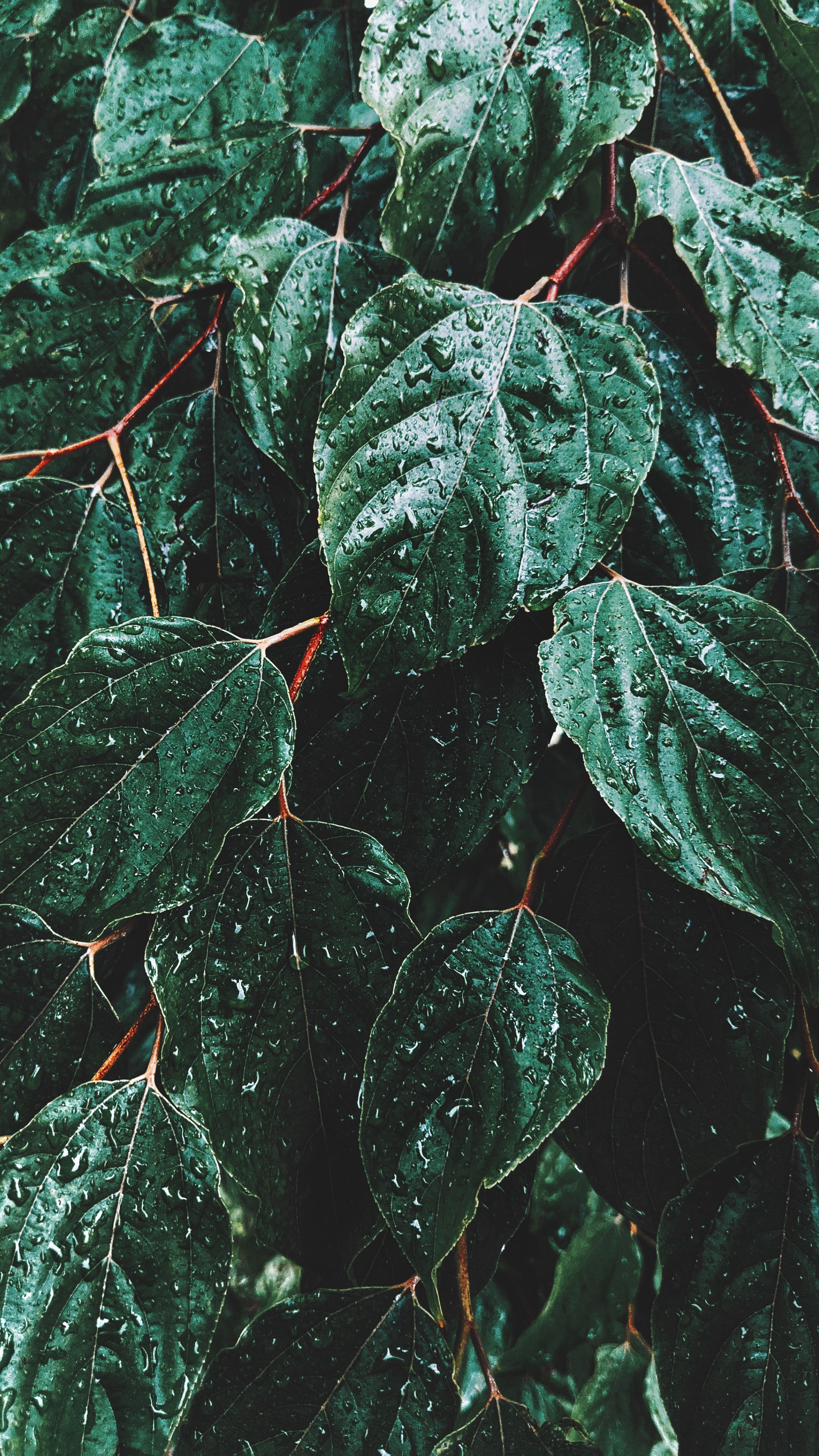 wallpapers rain, leaves, drops, green, macro