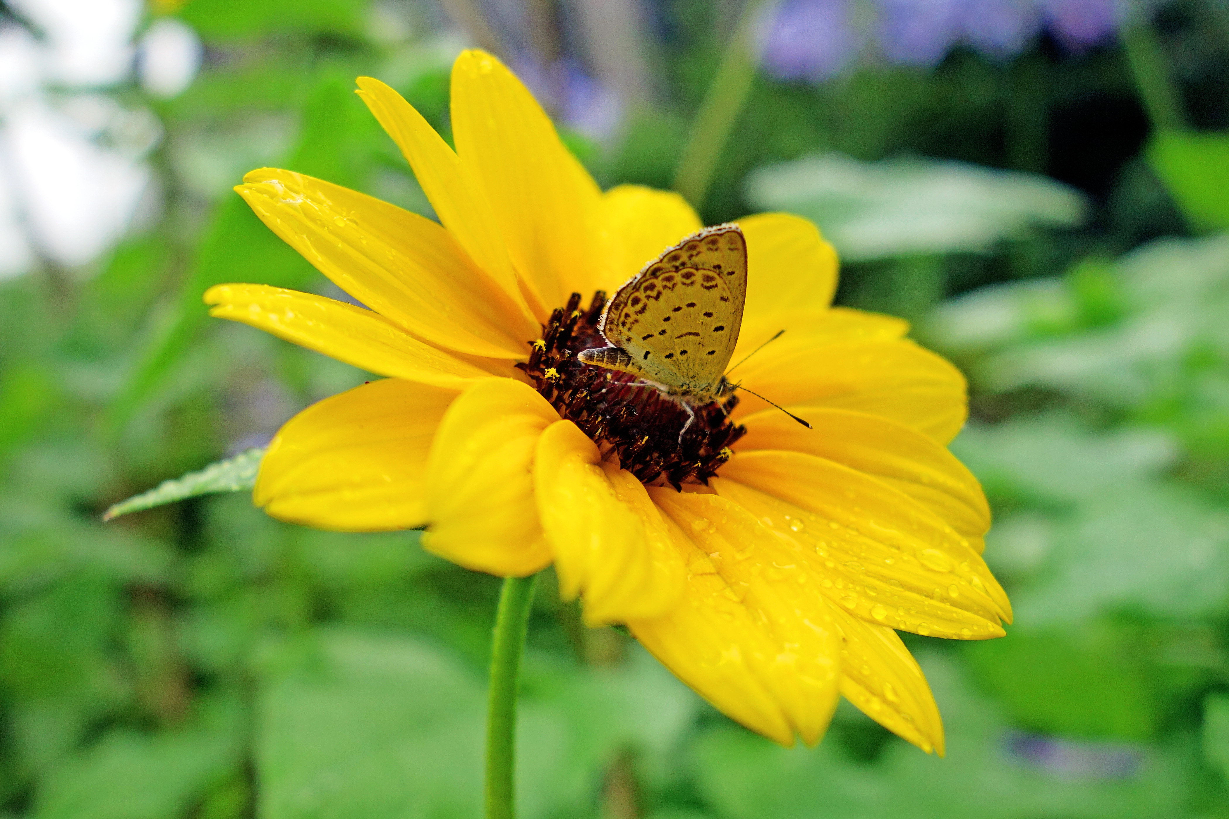 Laden Sie das Schmetterlinge, Blumen, Blume, Makro, Bokeh, Regentropfen, Erde/natur-Bild kostenlos auf Ihren PC-Desktop herunter