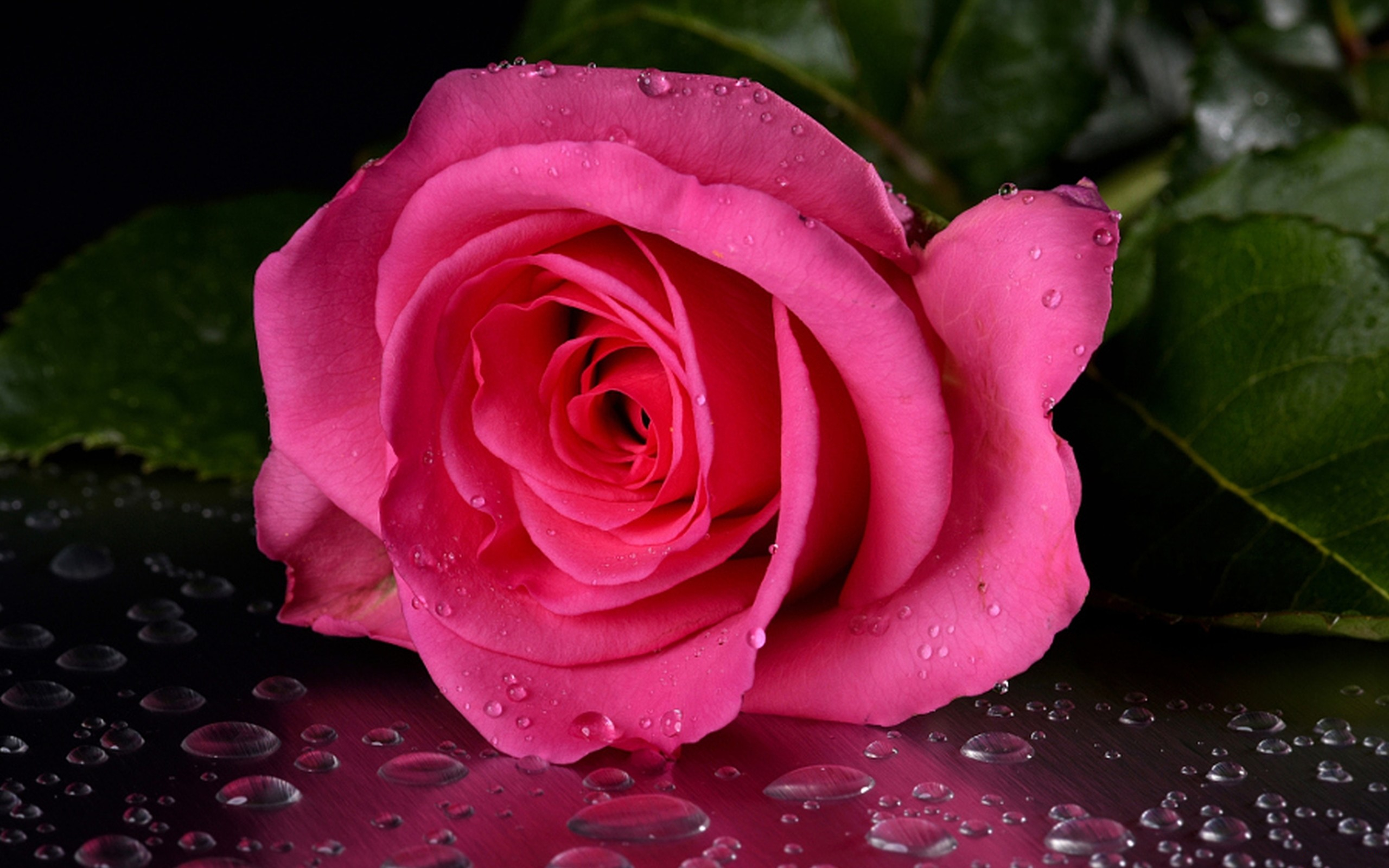 Скачать картинку Капли, Цветок, Роза, Земля/природа, Розовый Цветок, Флауэрсы в телефон бесплатно.