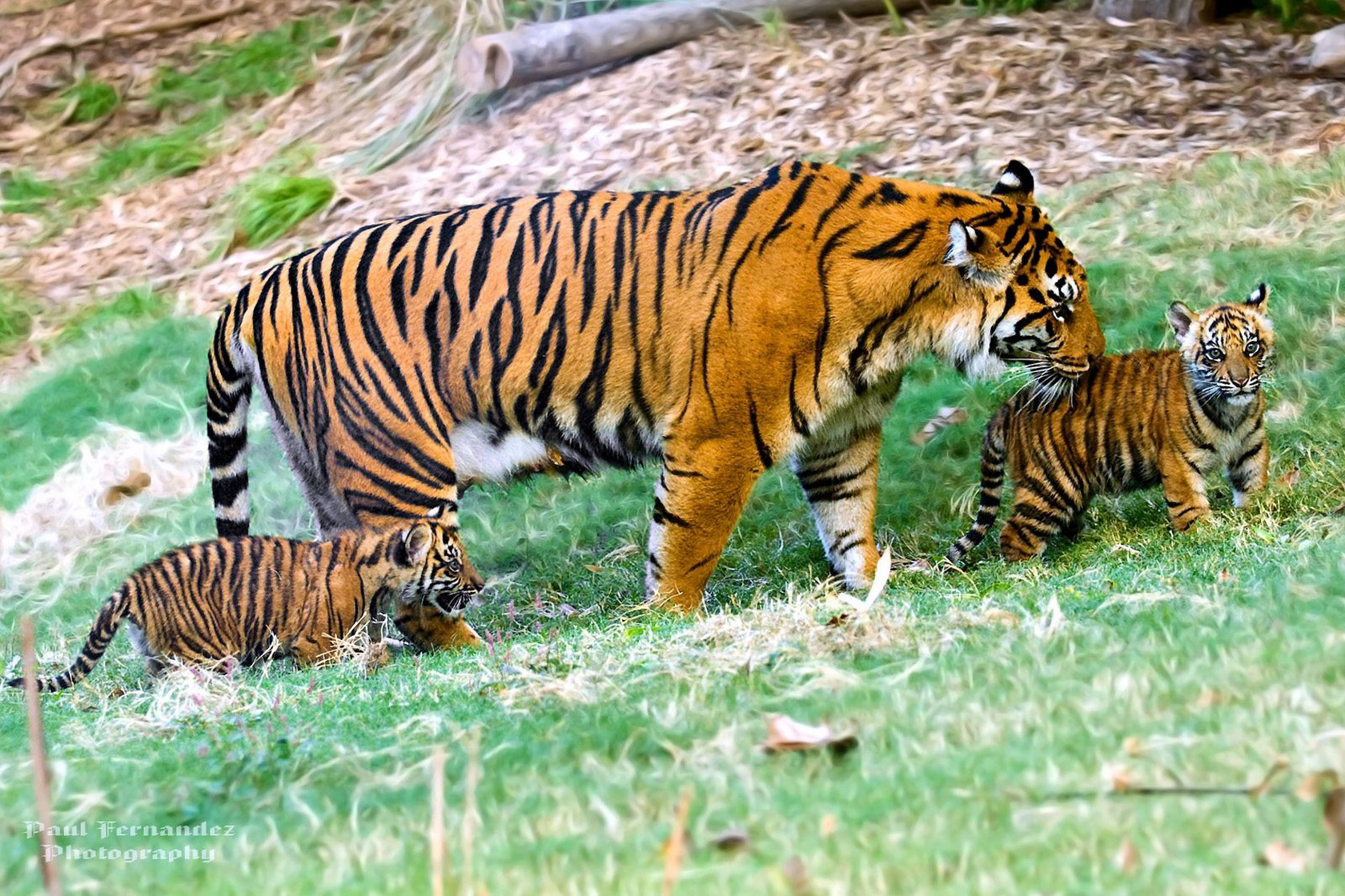 Baixar papel de parede para celular de Gatos, Animais, Tigre gratuito.