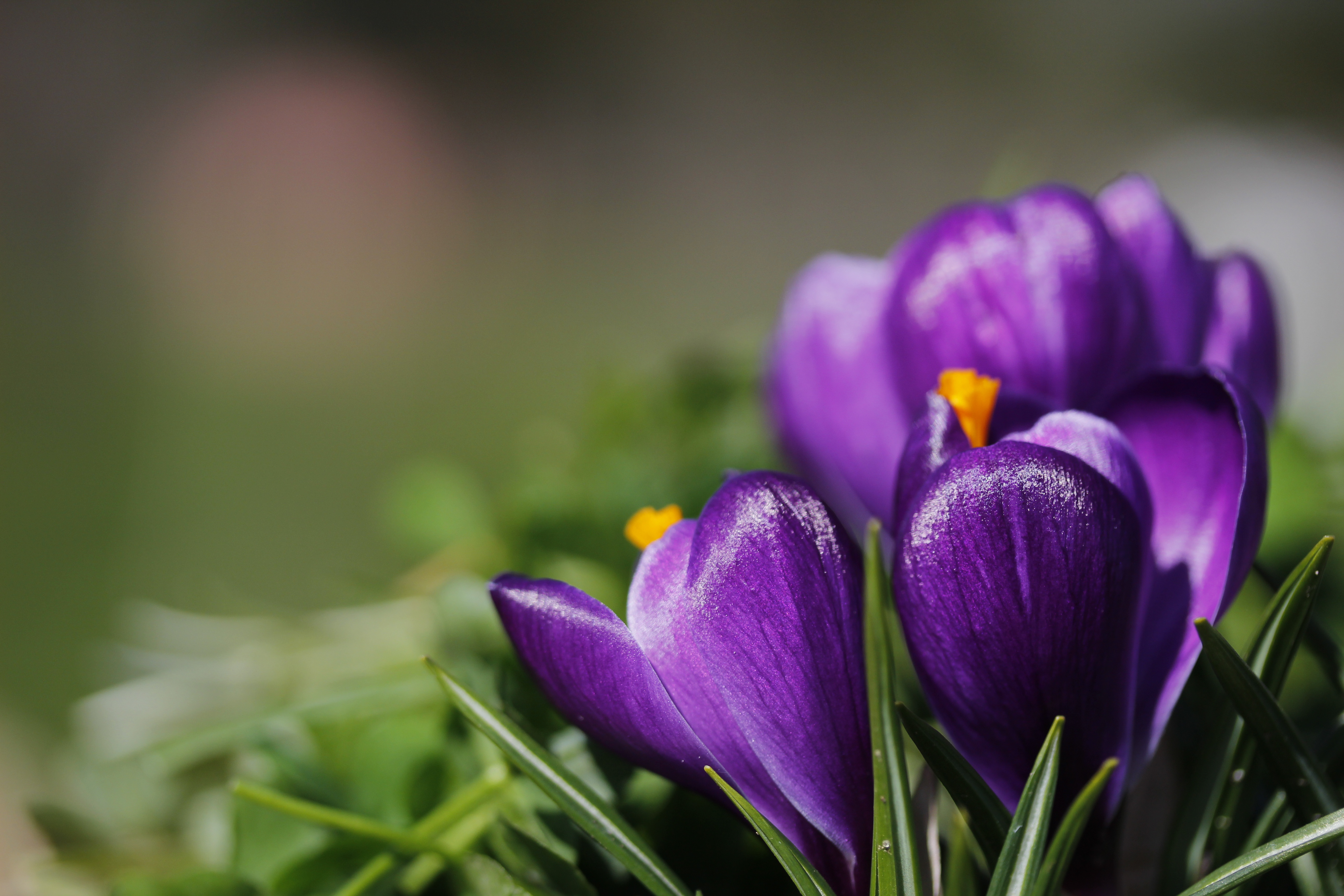 Download mobile wallpaper Nature, Flowers, Flower, Macro, Earth, Crocus, Purple Flower for free.